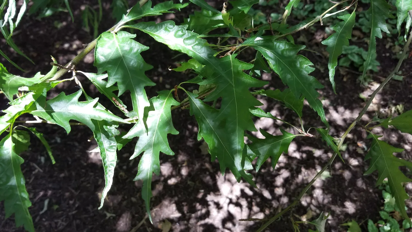 Weeping European Beech (Fagus Sylvatica 'Pendula') — it is important to note that while the tree is relatively low-maintenance