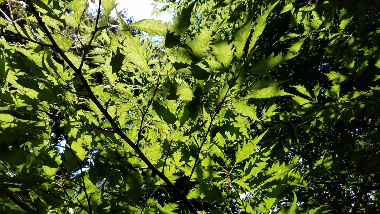 Weeping European Beech (Fagus Sylvatica 'Pendula') — it boasts a unique pendulous habit; noted for its striking silhouette, image 52