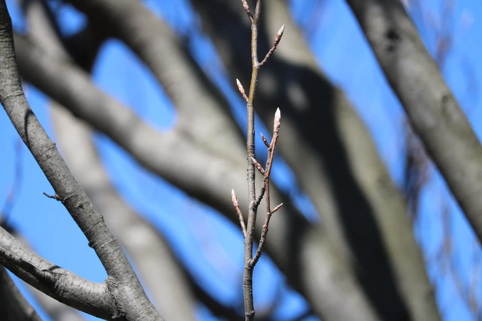 Weeping European Beech (Fagus Sylvatica 'Pendula') — it boasts a unique pendulous habit; noted for its striking silhouette