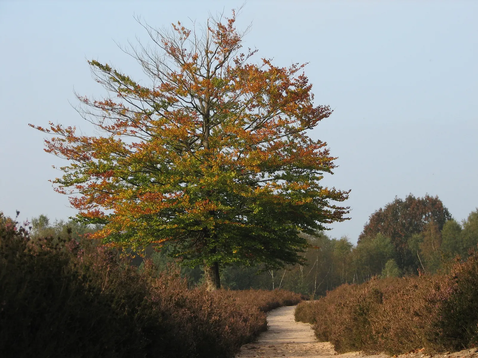 Weeping European Beech (Fagus Sylvatica 'Pendula') — This ornamental tree reaches up to 50 feet in height and spreads around 40 feet, requiring, image 23