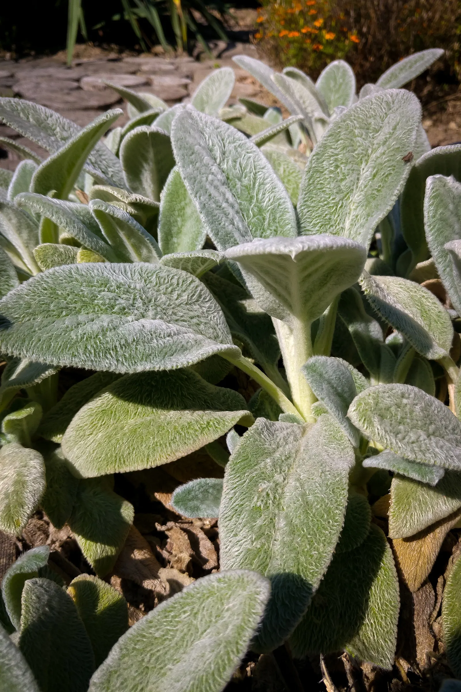 Silver Carpet Lamb's Ear (Stachys Byzantina 'Silver Carpet') — is a perennial groundcover favored for its striking