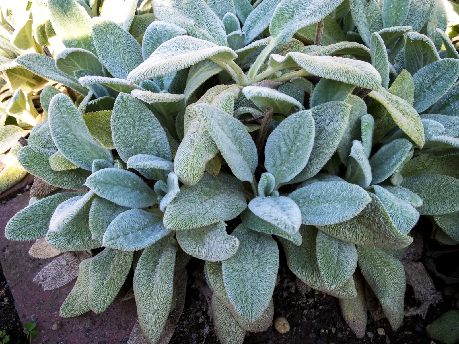 Silver Carpet Lamb's Ear (Stachys Byzantina 'Silver Carpet') — silver-foliaged mats reaching heights of 6-8 inches and spreading up to 18-24 inches
