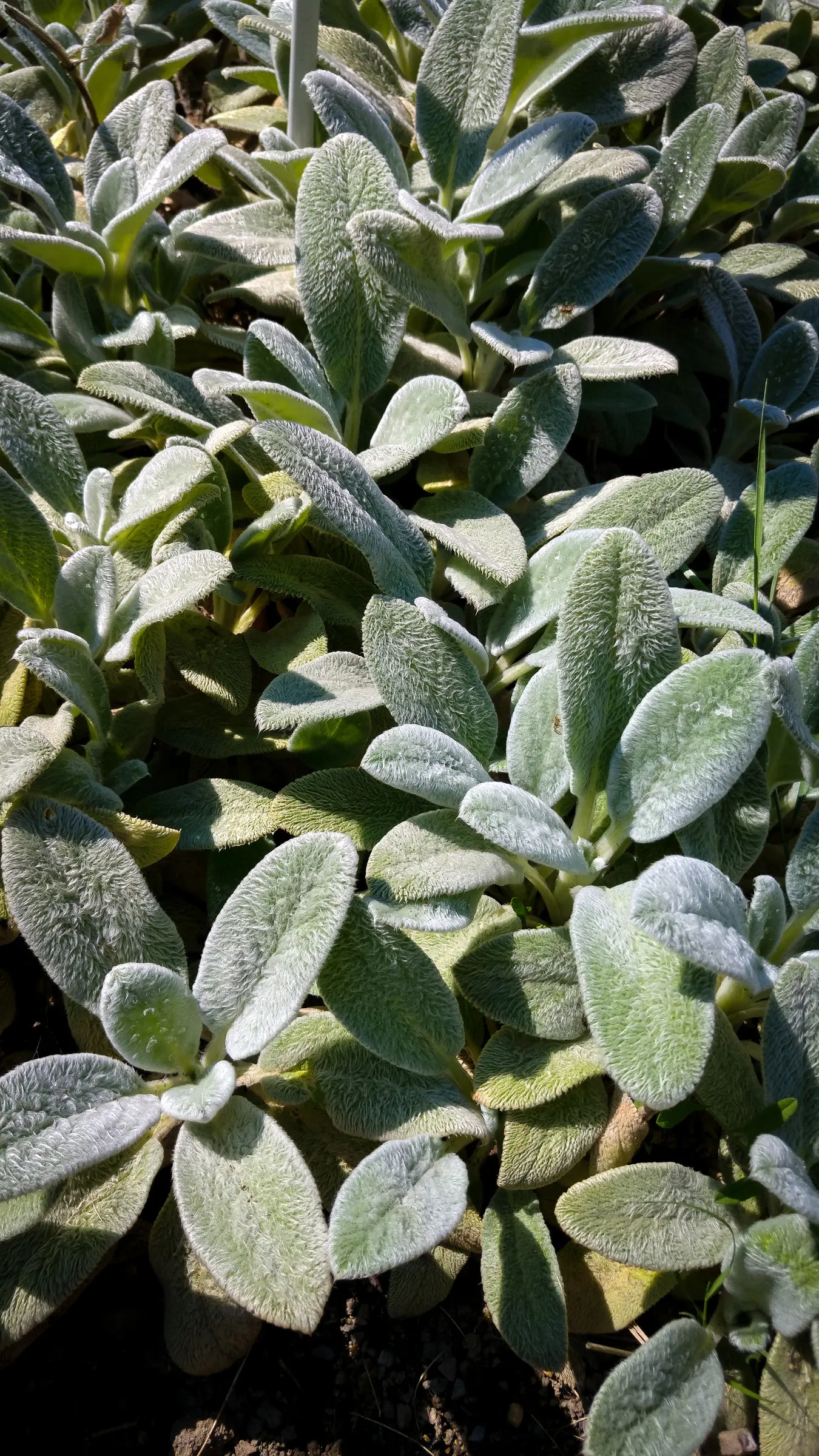 Silver Carpet Lamb's Ear (Stachys Byzantina 'Silver Carpet') — is an herbaceous perennial that serves as a captivating ground cover in a variety of landscape