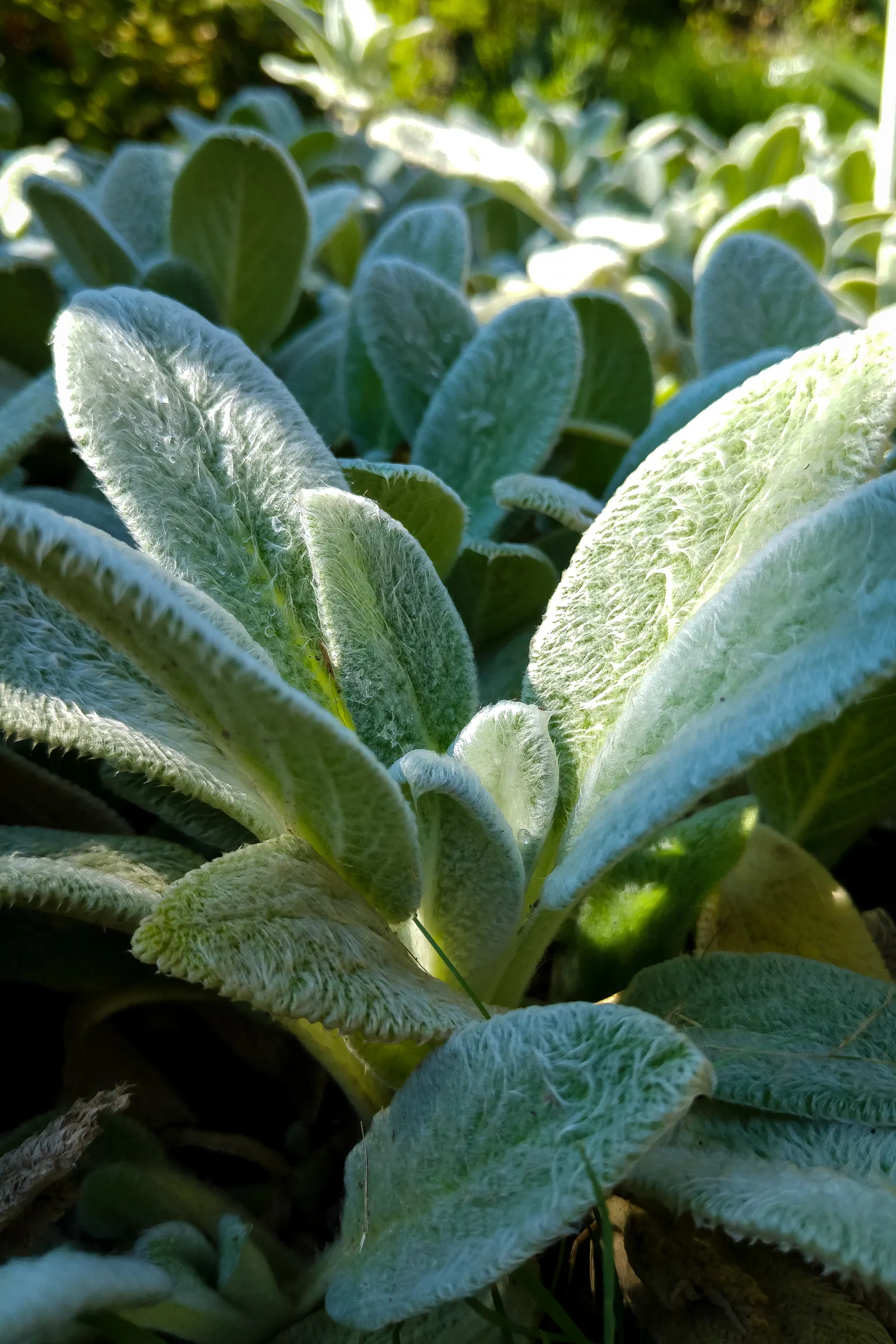 Silver Carpet Lamb's Ear (Stachys Byzantina 'Silver Carpet') — Lamb's Ear thrives in USDA Zones 4 to 8