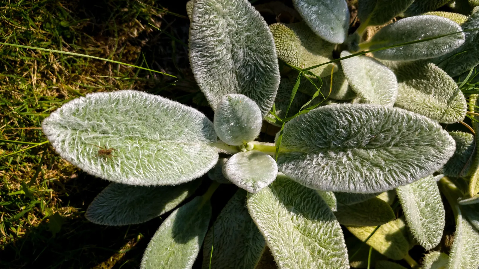 Silver Carpet Lamb's Ear (Stachys Byzantina 'Silver Carpet') — this variety is non-flowering