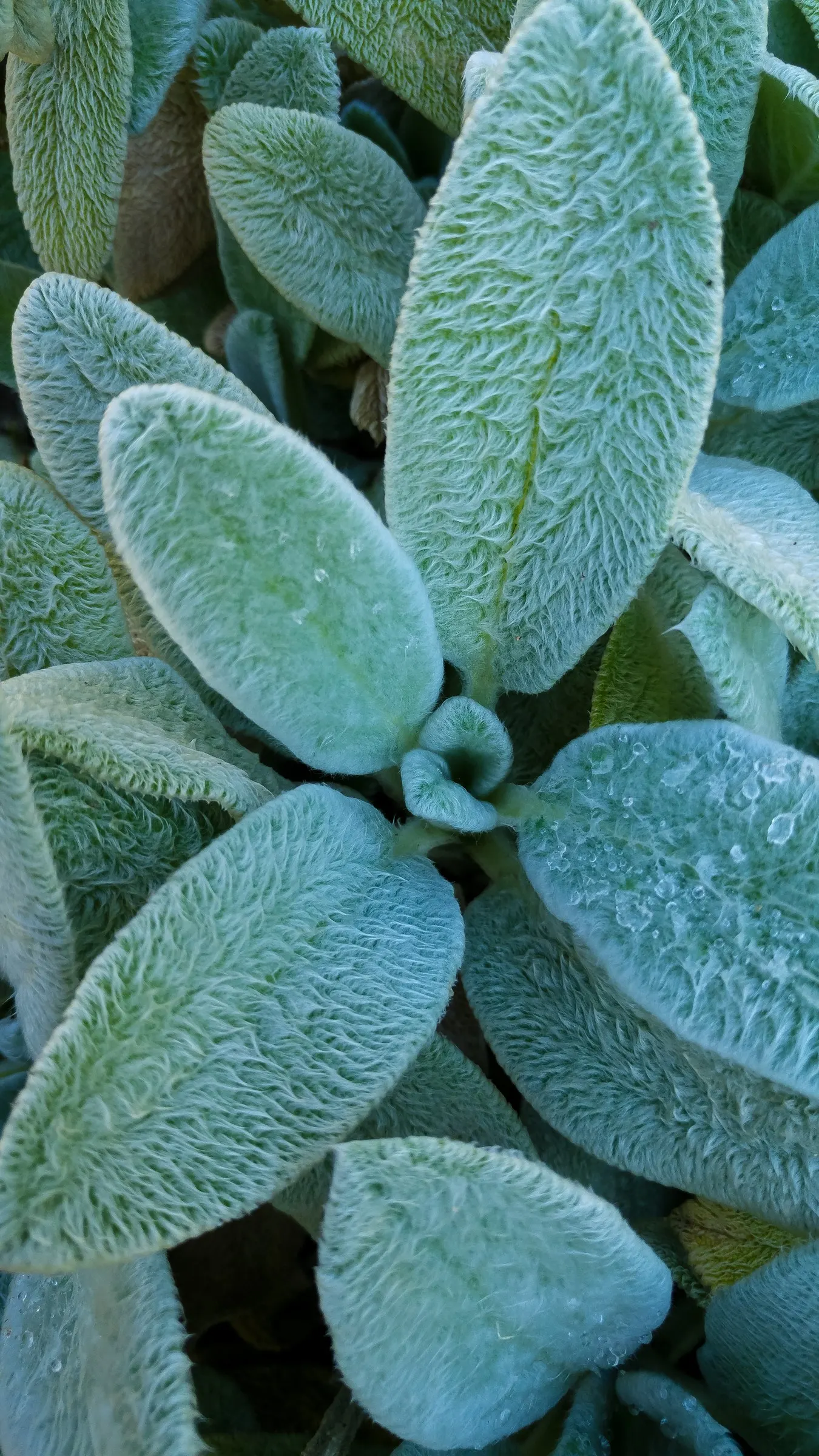 Silver Carpet Lamb's Ear (Stachys Byzantina 'Silver Carpet') — ovate leaves in low-maintenance landscapes