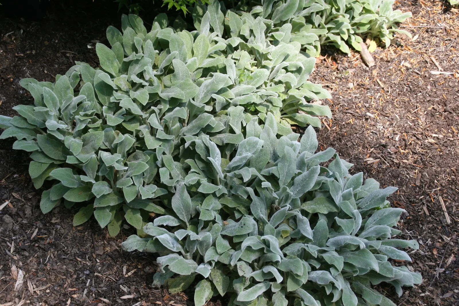 Silver Carpet Lamb's Ear (Stachys Byzantina 'Silver Carpet') — Drought-tolerant and deer-resistant