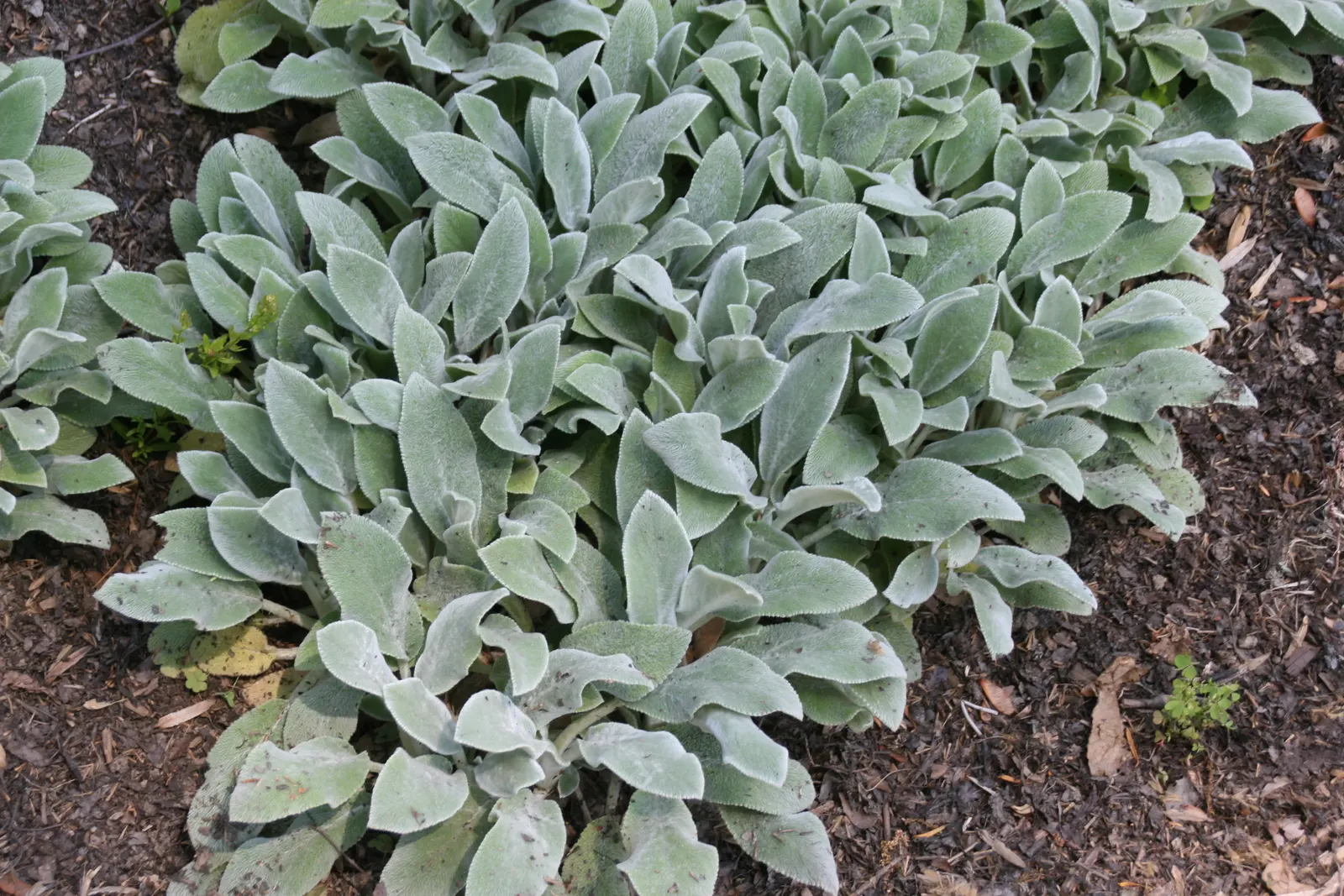Silver Carpet Lamb's Ear (Stachys Byzantina 'Silver Carpet') — Ideal in USDA Zones 4-8, it thrives in full sun to part shade and requires well-drained soil