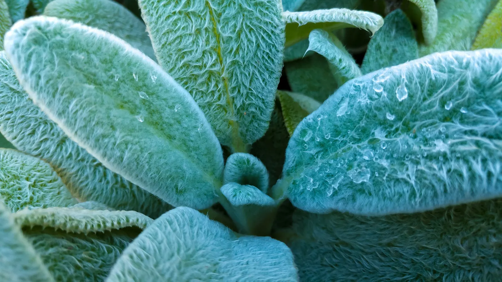 Silver Carpet Lamb's Ear (Stachys Byzantina 'Silver Carpet') — commonly referred to as Silver Carpet Lamb's Ear