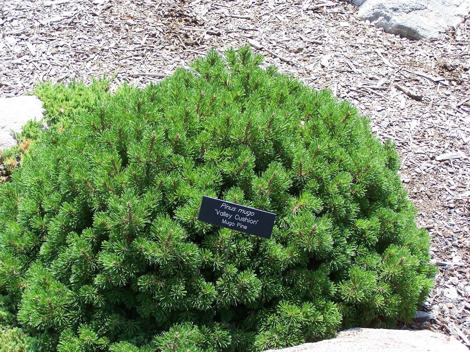 Valley Cushion Mugo Pine (Pinus Mugo 'Valley Cushion') — The Pinus mugo 'Valley Cushion' is a dwarf conifer, compact with a rounded form