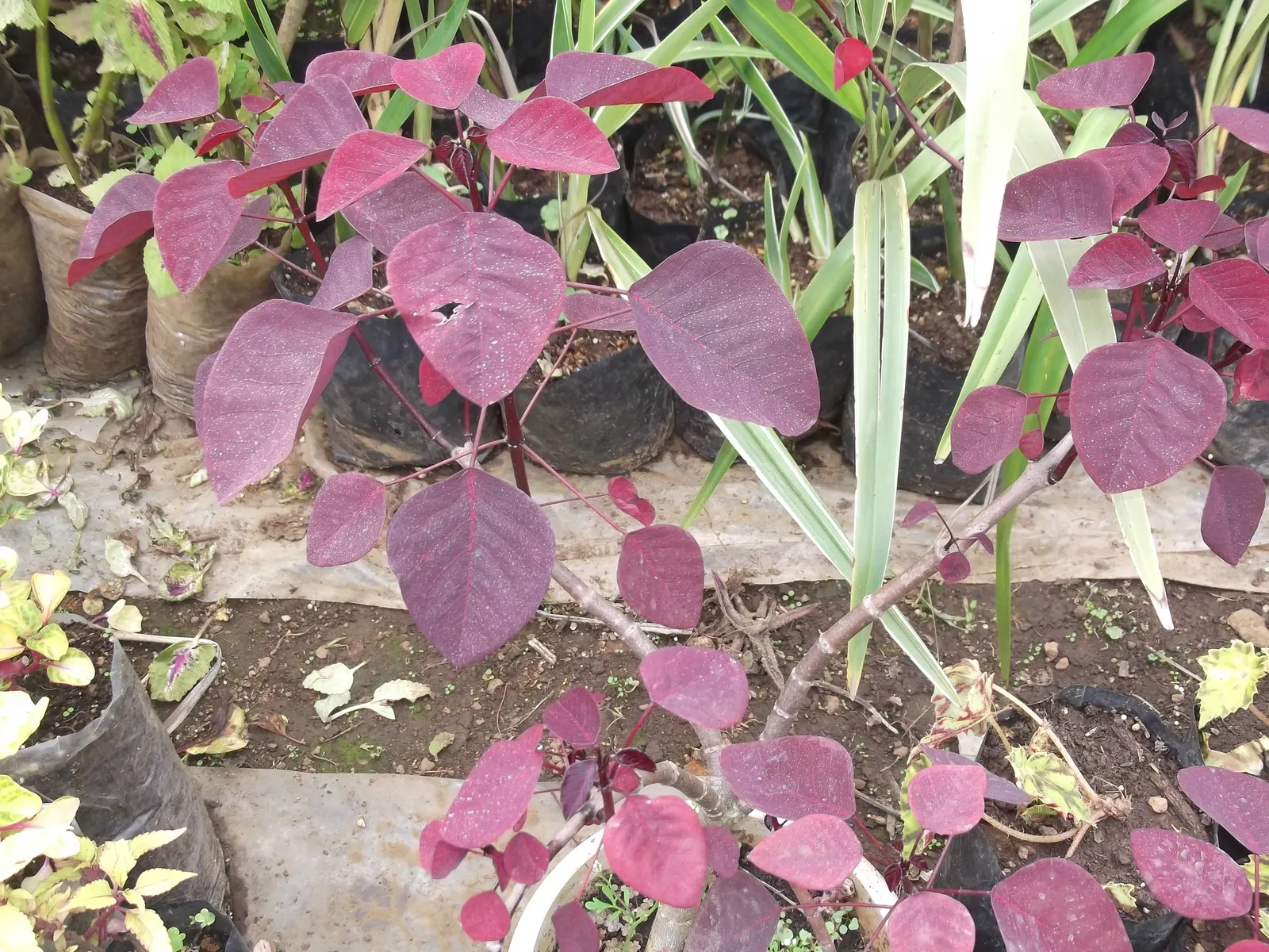 Caribbean Copper Plant (Euphorbia Cotinifolia) — Distinguished by its distinctive red-purple leaves resembling smoke bush foliage; which can, image 74