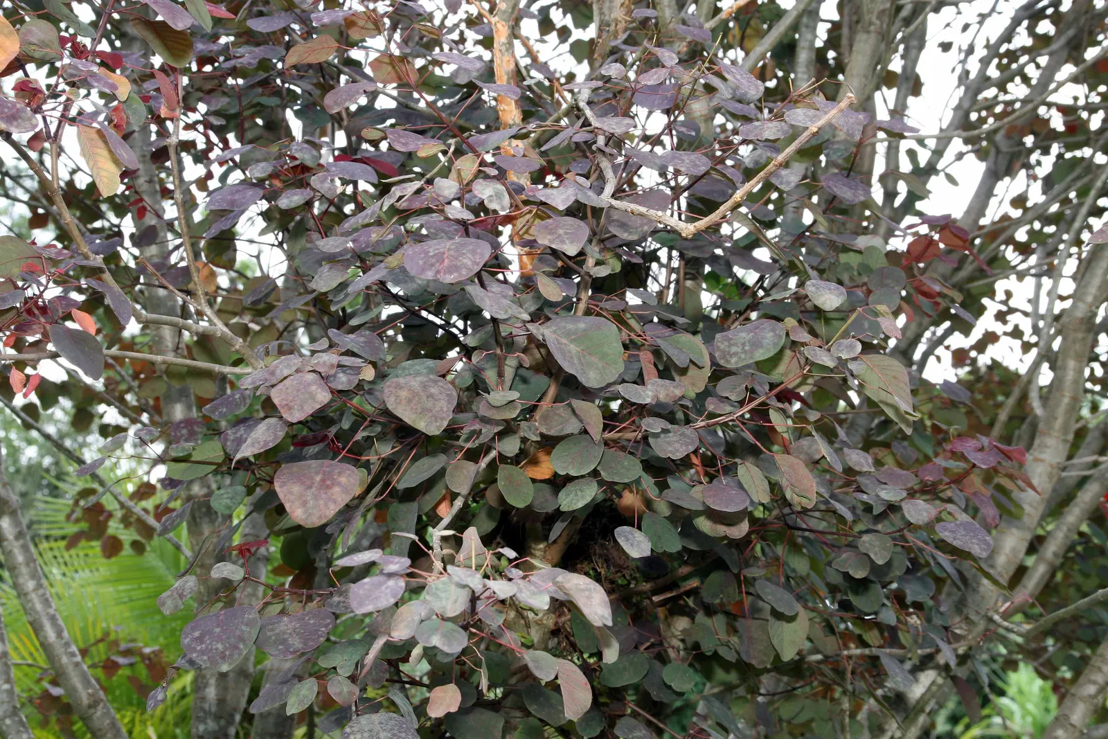 Caribbean Copper Plant (Euphorbia Cotinifolia) — often ranging from 2 to 4 inches in length; this euphorbia species is characterized by its broad, image 60