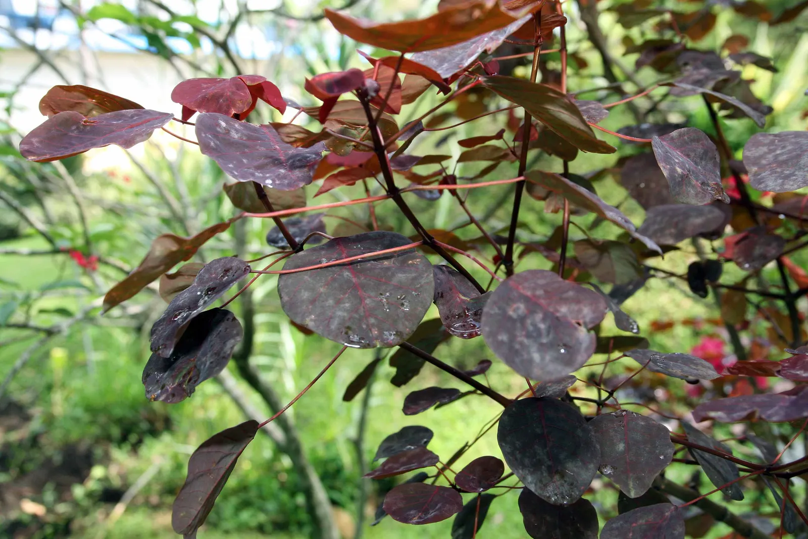 Caribbean Copper Plant (Euphorbia Cotinifolia) — rounded leaves boasting a striking coppery-red hue; consider using Euphorbia cotinifolia as a focal point or