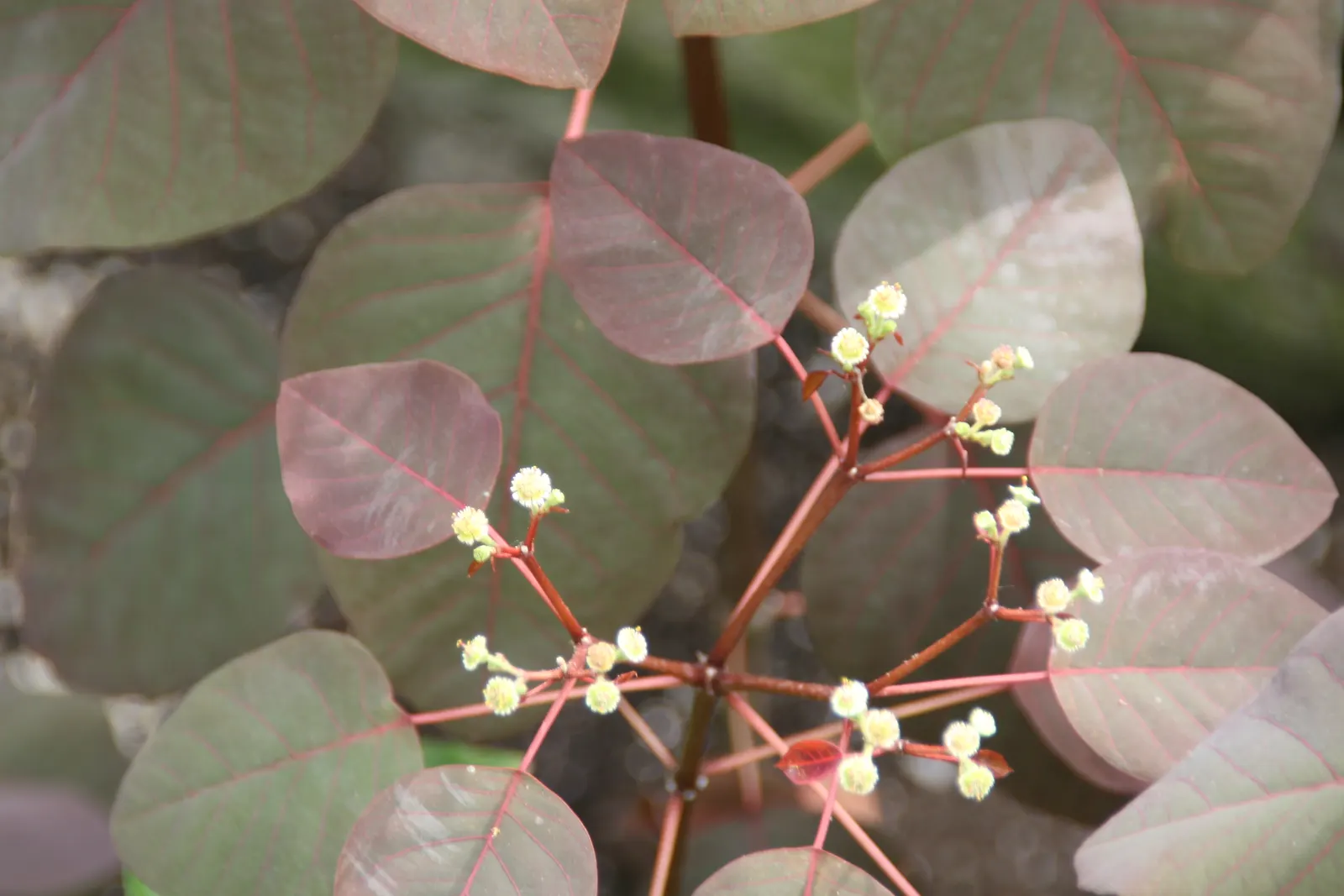 Caribbean Copper Plant (Euphorbia Cotinifolia) — consider using Euphorbia cotinifolia as a focal point or to inject warm color among cooler-colored plants
