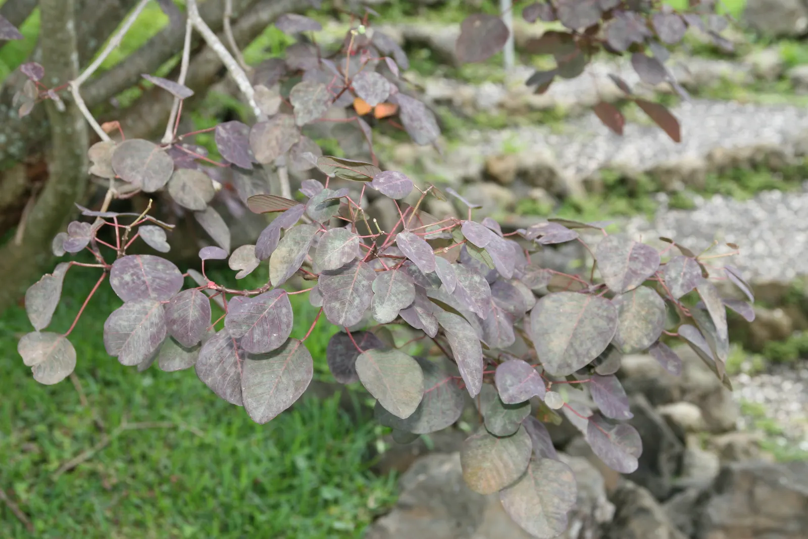 Caribbean Copper Plant (Euphorbia Cotinifolia) — Ideal for accent planting or hedging in warm climates; however, it can tolerate partial shade, where leaf