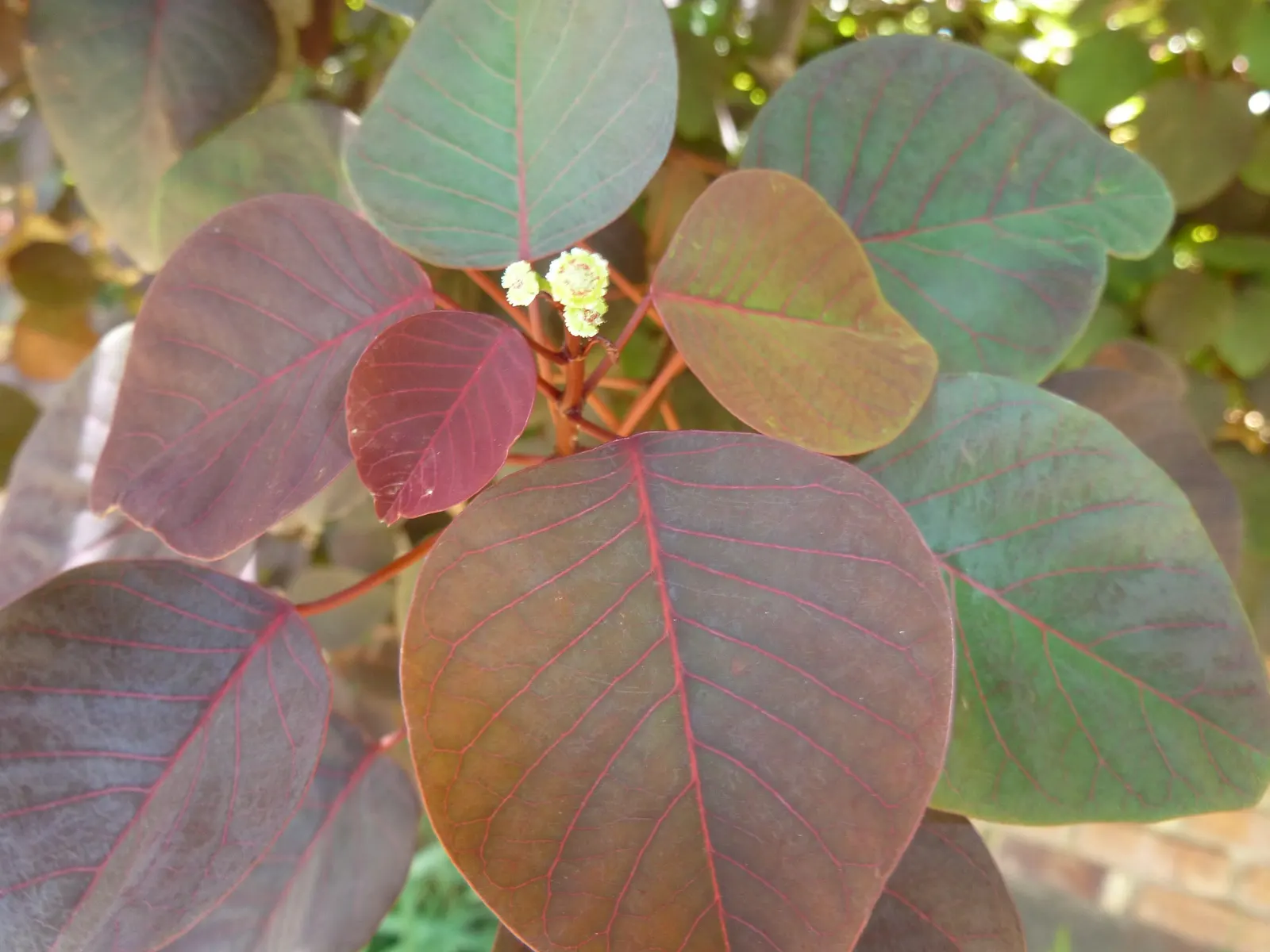 Caribbean Copper Plant (Euphorbia Cotinifolia) — famously known as the Caribbean Copper Plant or the Tropical Smoke Bush; white flowers in the, image 55