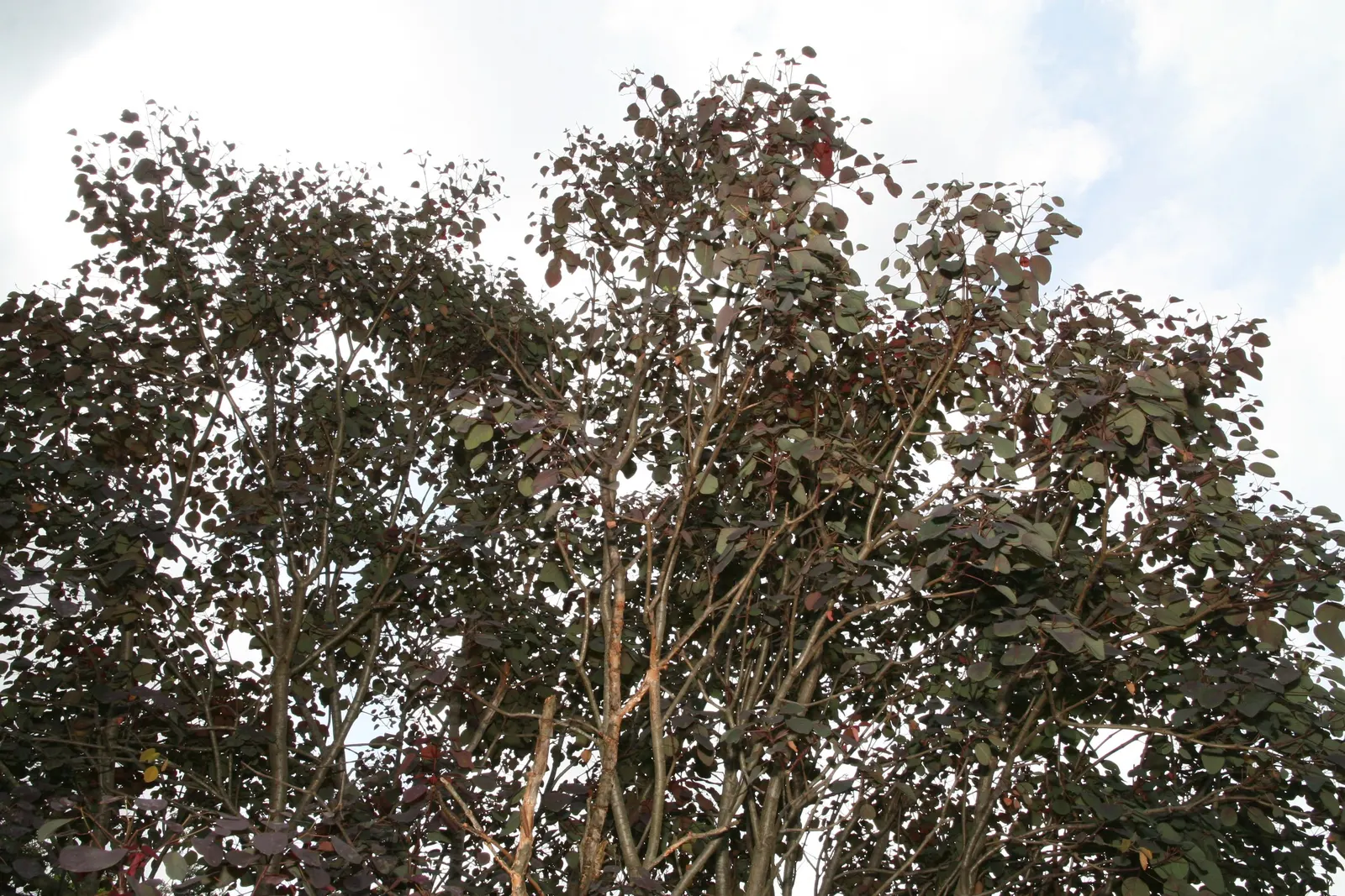 Caribbean Copper Plant (Euphorbia Cotinifolia) — This euphorbia species is characterized by its broad; often ranging from 2 to 4 inches in length, image 57