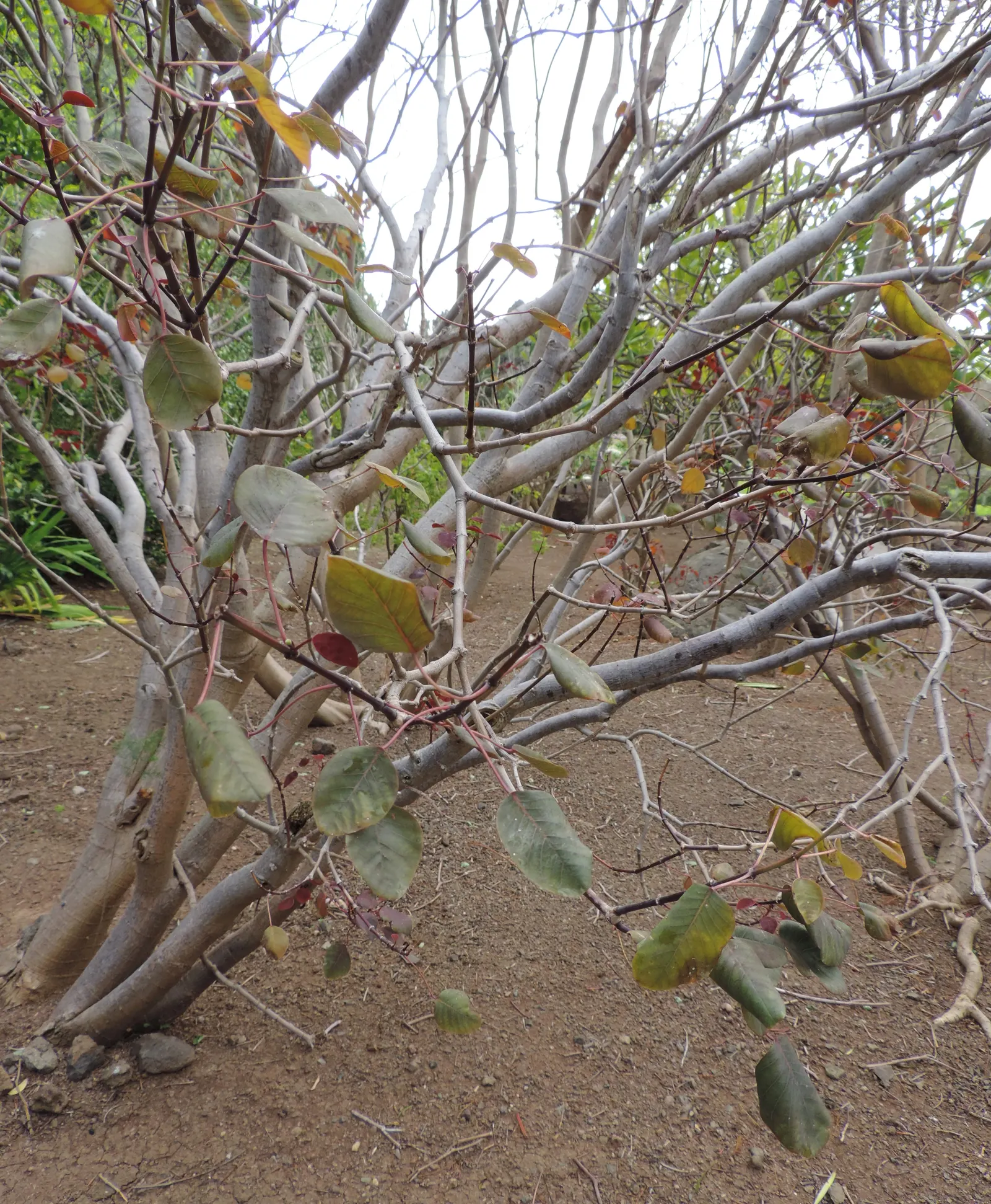Caribbean Copper Plant (Euphorbia Cotinifolia) — The Caribbean Copper Plant is drought-tolerant once established; are held on slender stems that, image 64