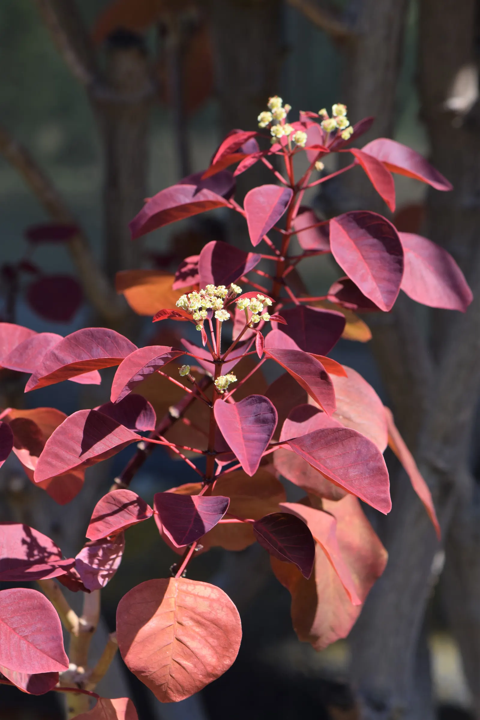 Caribbean Copper Plant (Euphorbia Cotinifolia) — white flowers in the garden; famously known as the Caribbean Copper Plant or the Tropical Smoke Bush