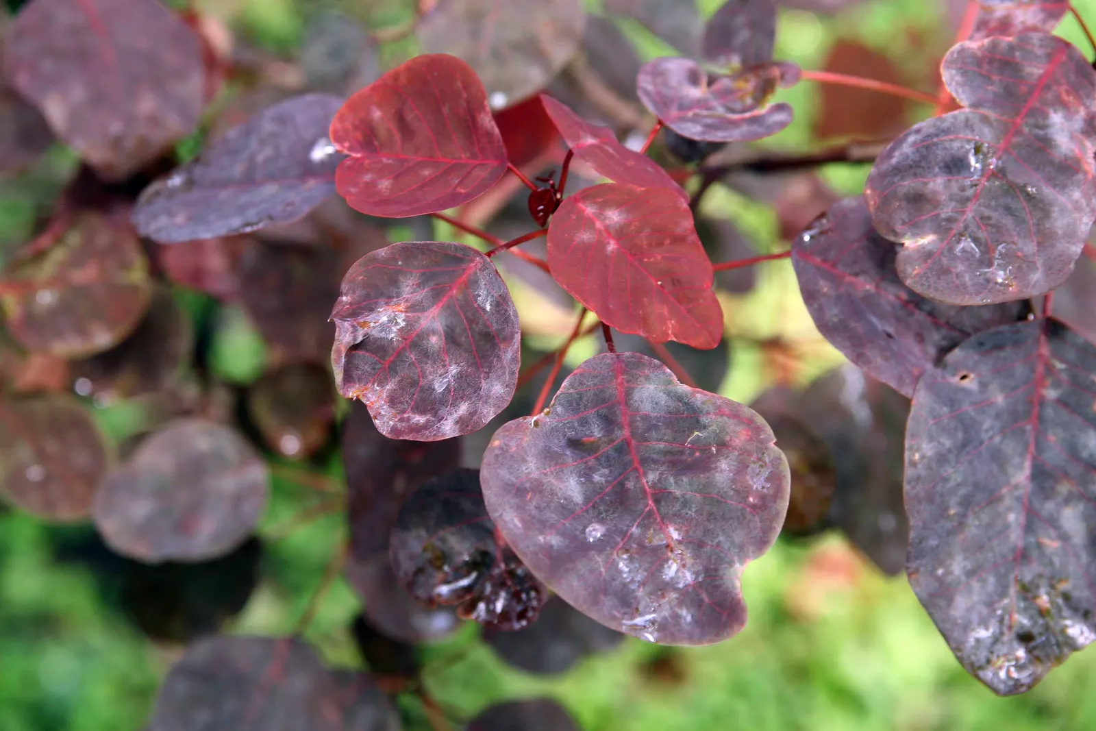 Caribbean Copper Plant (Euphorbia Cotinifolia) — The Caribbean Copper Plant is drought-tolerant once established; are held on slender stems that can grow to a