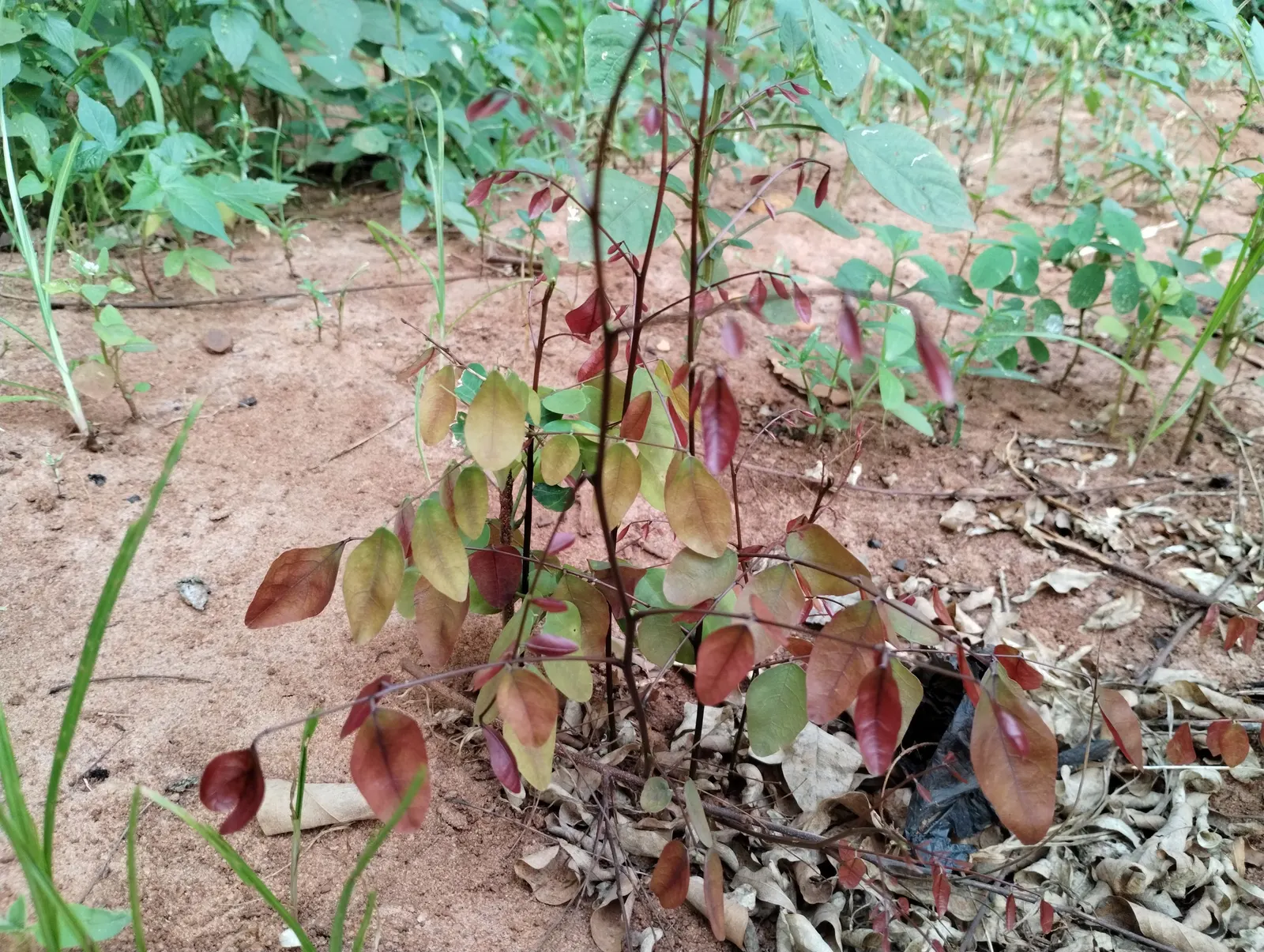 Caribbean Copper Plant (Euphorbia Cotinifolia) — shrub / tree for full or half or shade