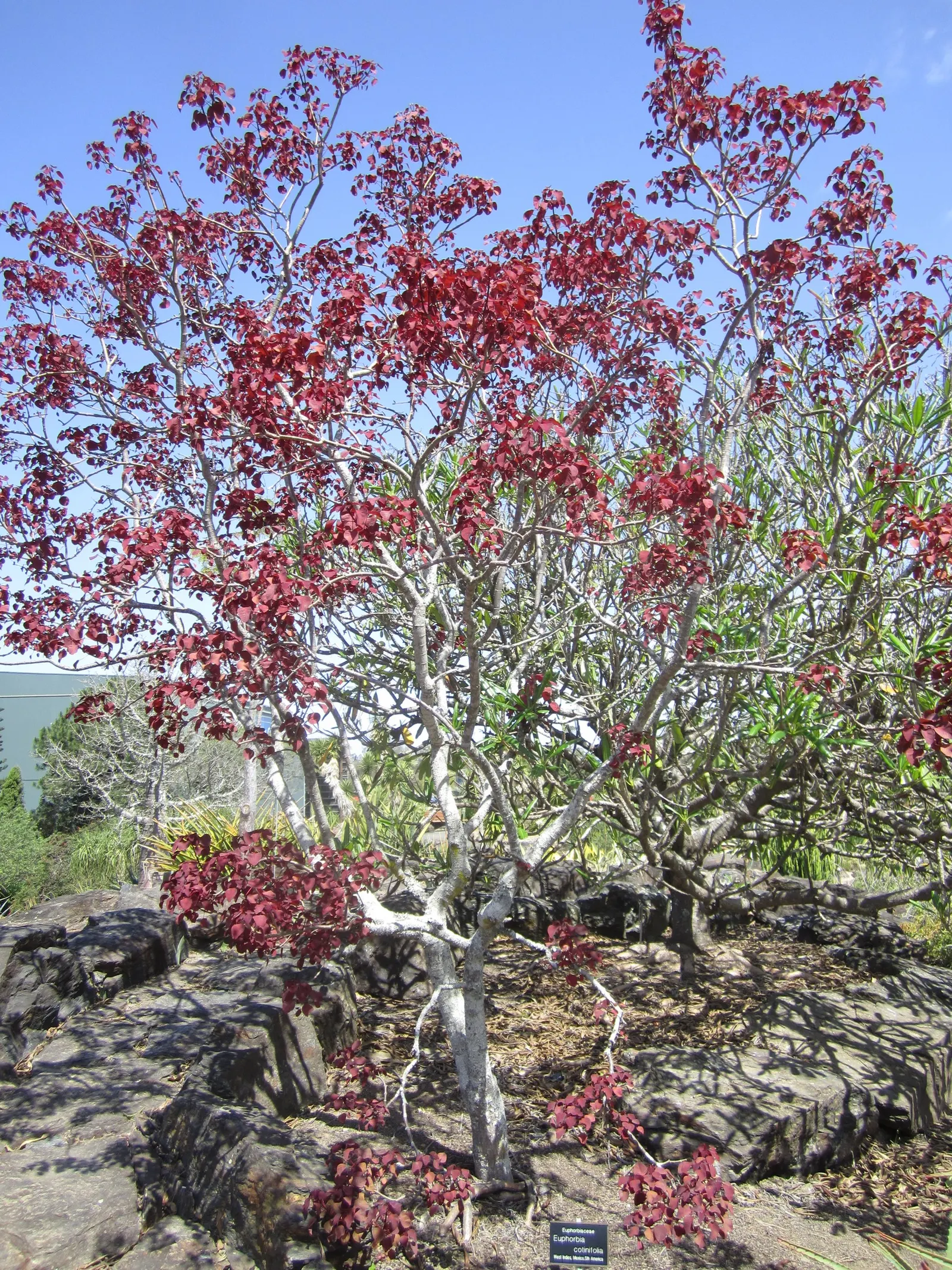 Caribbean Copper Plant (Euphorbia Cotinifolia) — offers a rich tapestry of color to any landscape design with its unique foliage; hardy in USDA zones 9-11