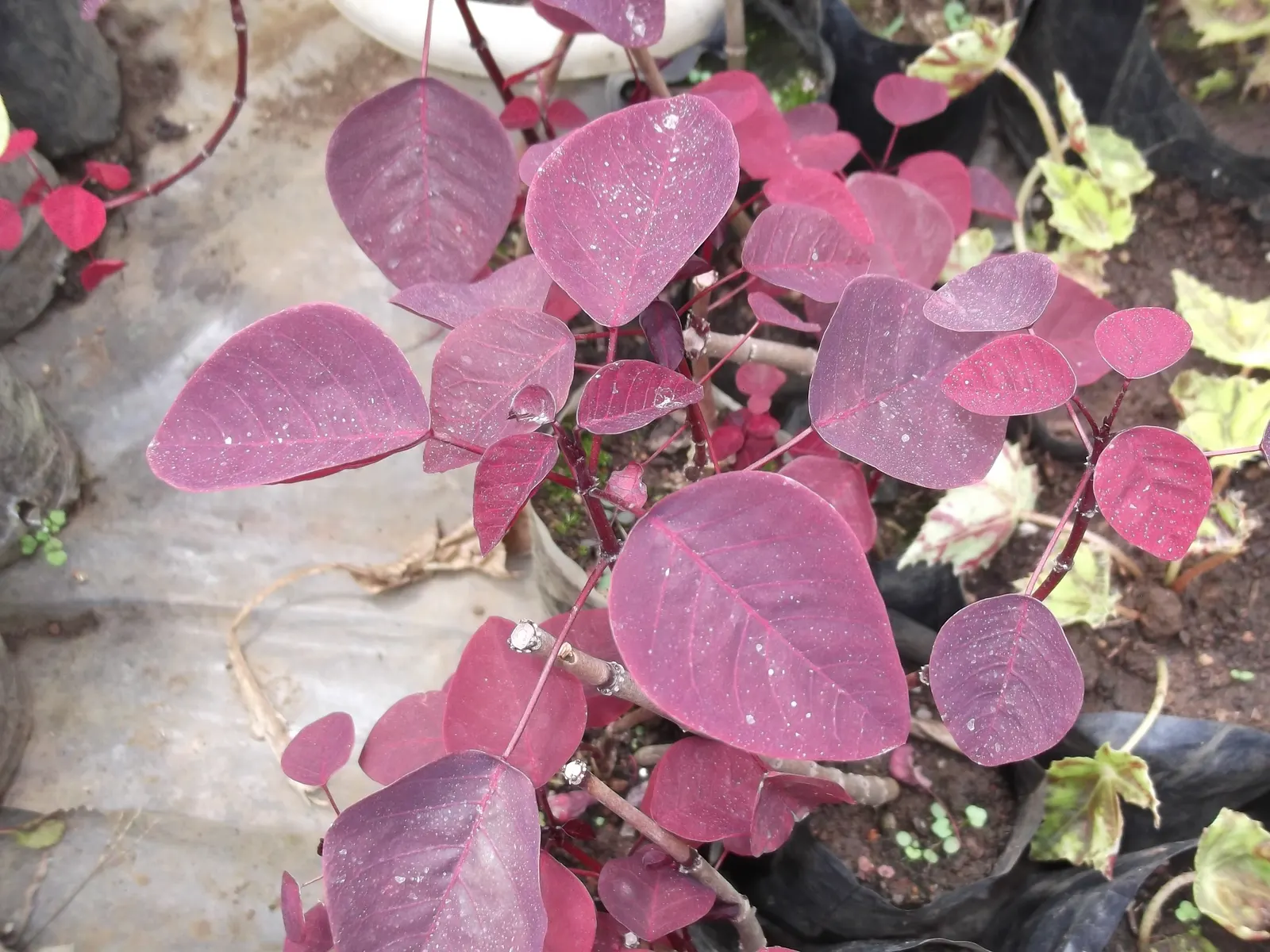 Caribbean Copper Plant (Euphorbia Cotinifolia) — consider using Euphorbia cotinifolia as a focal point or to inject warm color among cooler-colored, image 67