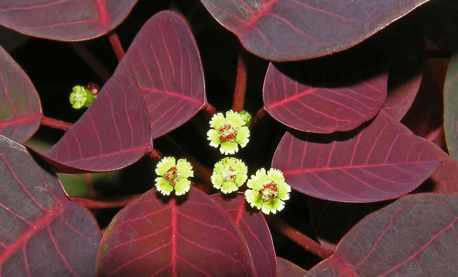 Caribbean Copper Plant (Euphorbia Cotinifolia) — Hardy in USDA zones 9-11, handle with care due to its toxic sap
