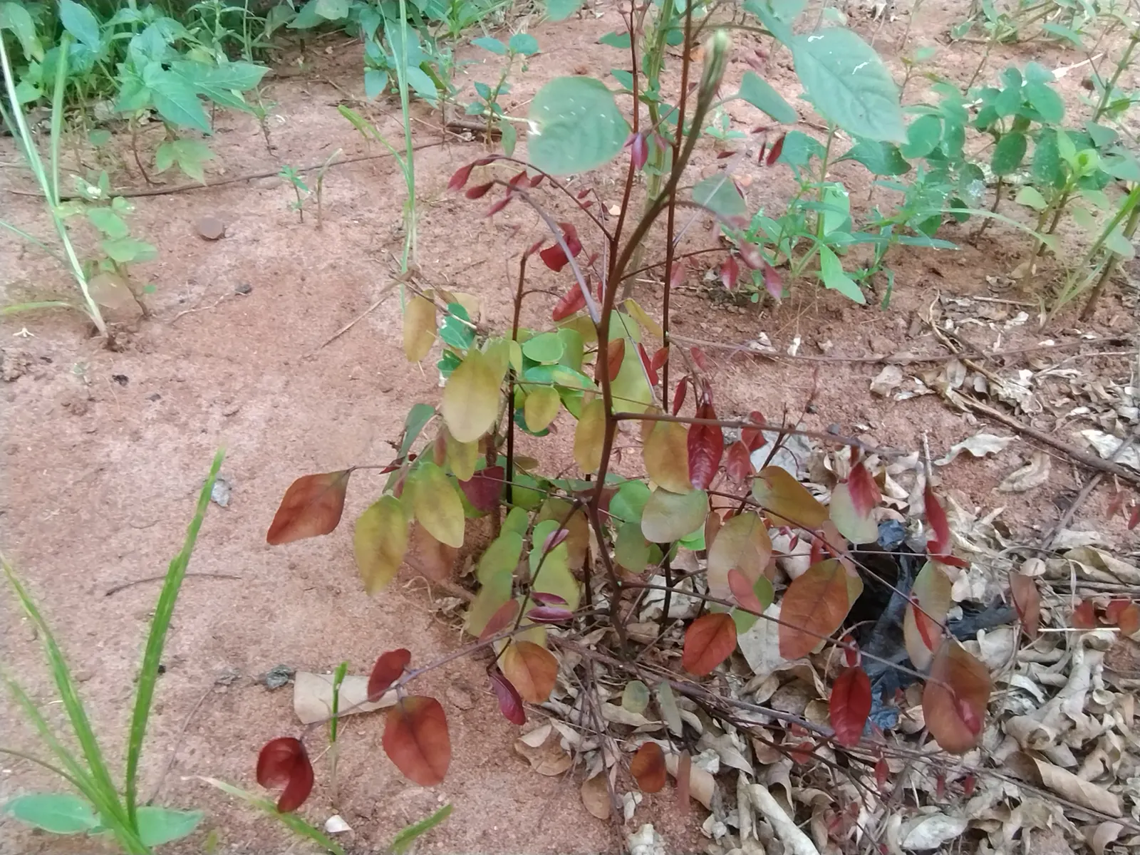 Caribbean Copper Plant (Euphorbia Cotinifolia) — which can be a significant asset in xeriscaped designs or arid regions.<br><br>When designing a landscape