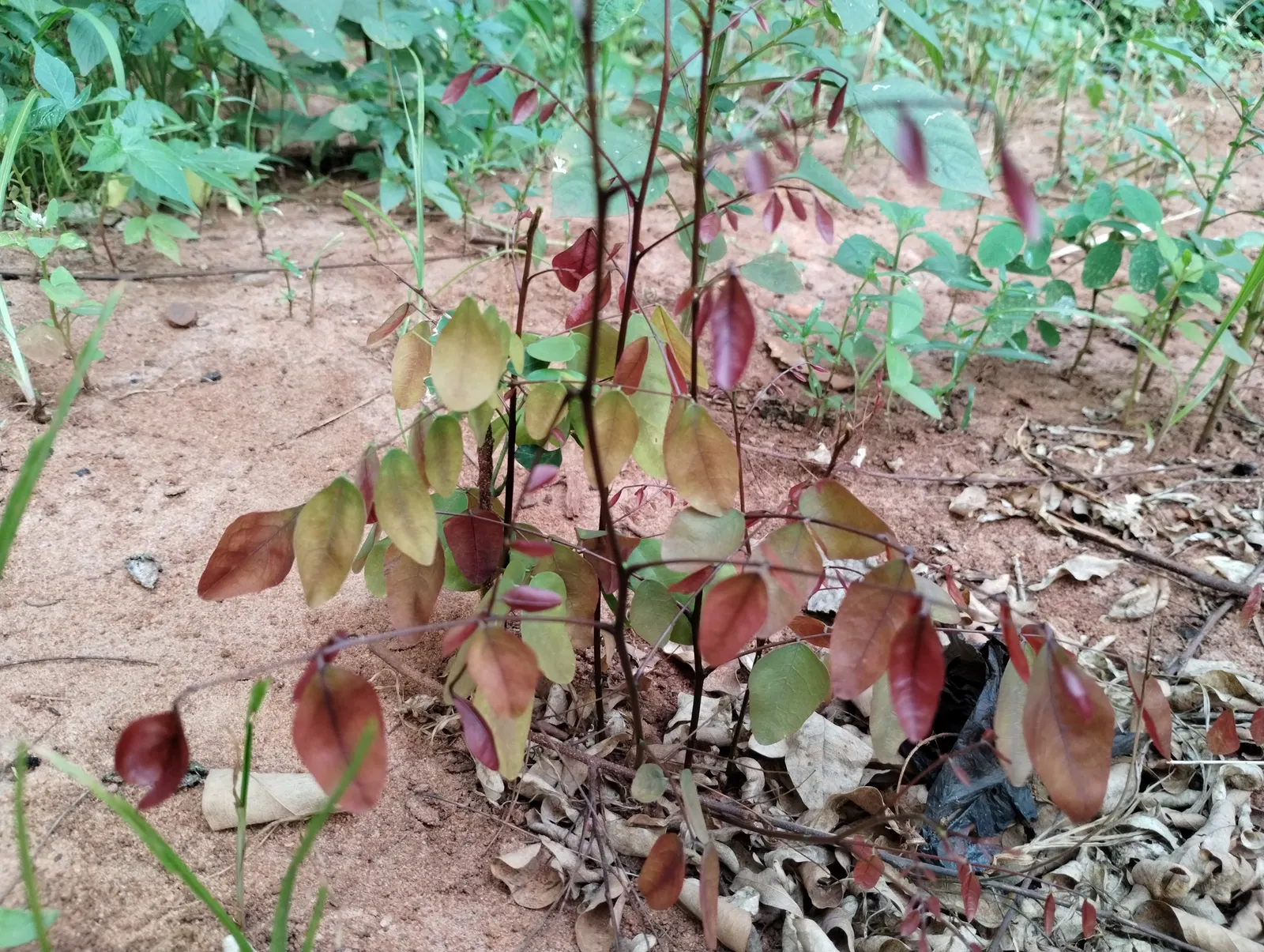 Caribbean Copper Plant (Euphorbia Cotinifolia) — it adds vibrant color to landscapes; which can be a significant asset in xeriscaped designs or arid