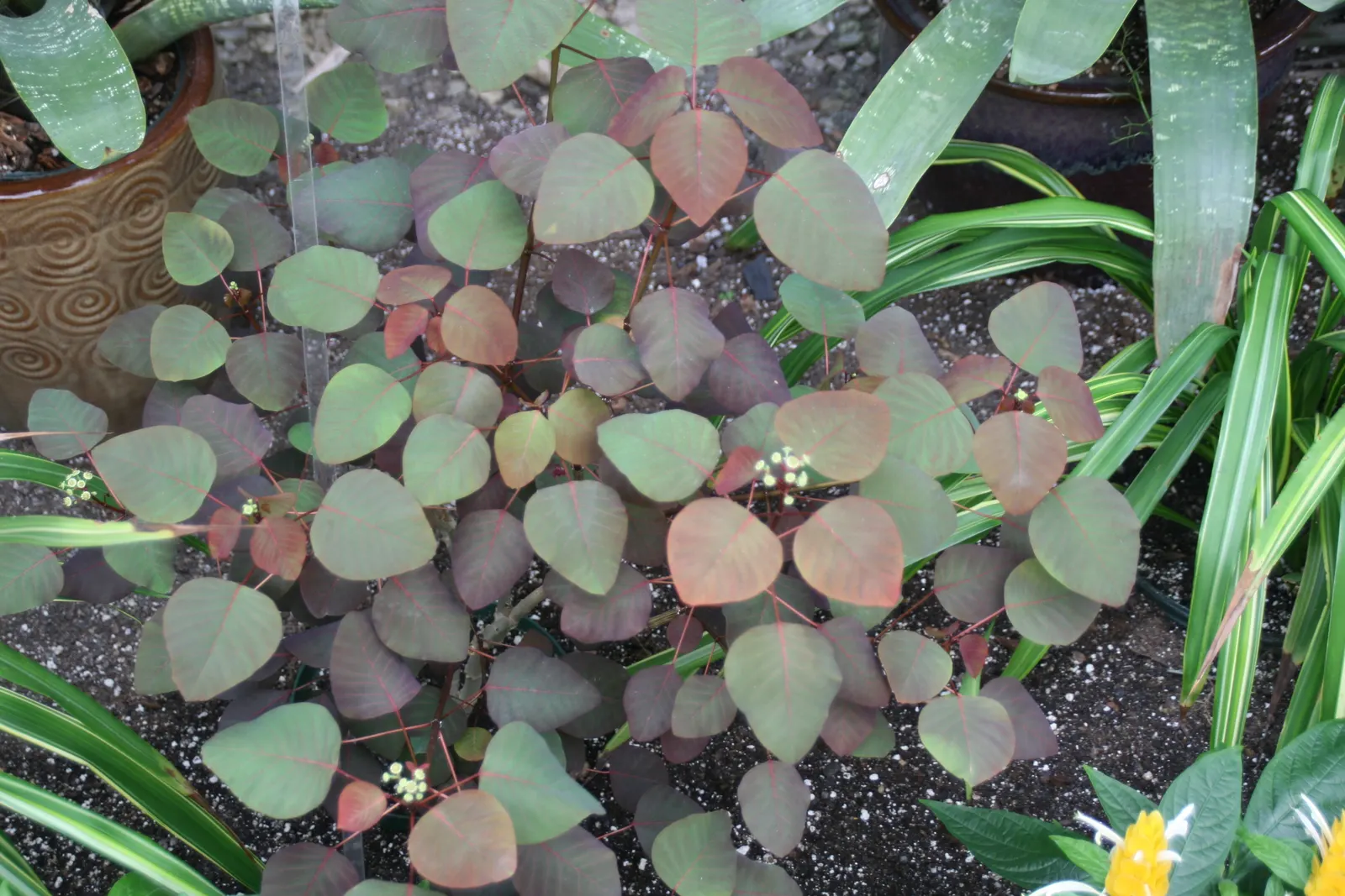 Caribbean Copper Plant (Euphorbia Cotinifolia) — Its moderate growth habit and striking color make it a captivating addition to any garden; needing, image 68