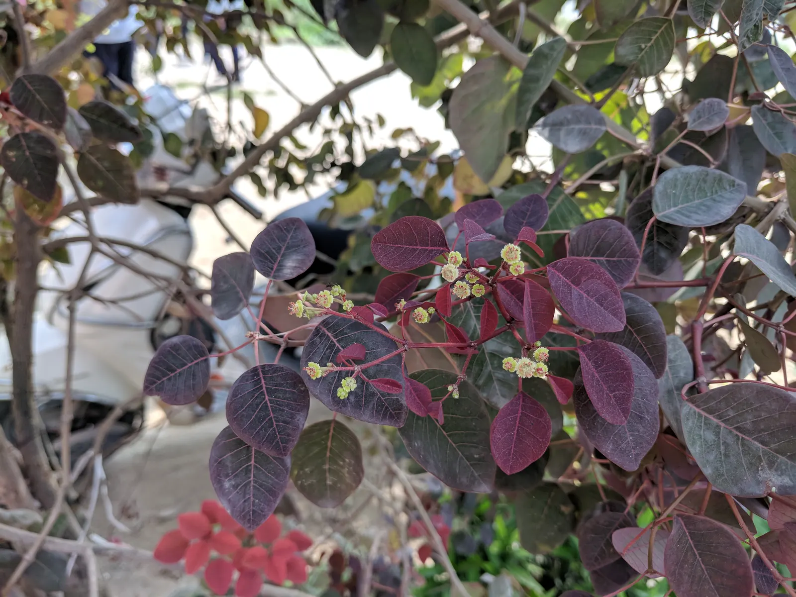 Caribbean Copper Plant (Euphorbia Cotinifolia) — which can be a significant asset in xeriscaped designs or arid regions.<br><br>When designing a landscape; it