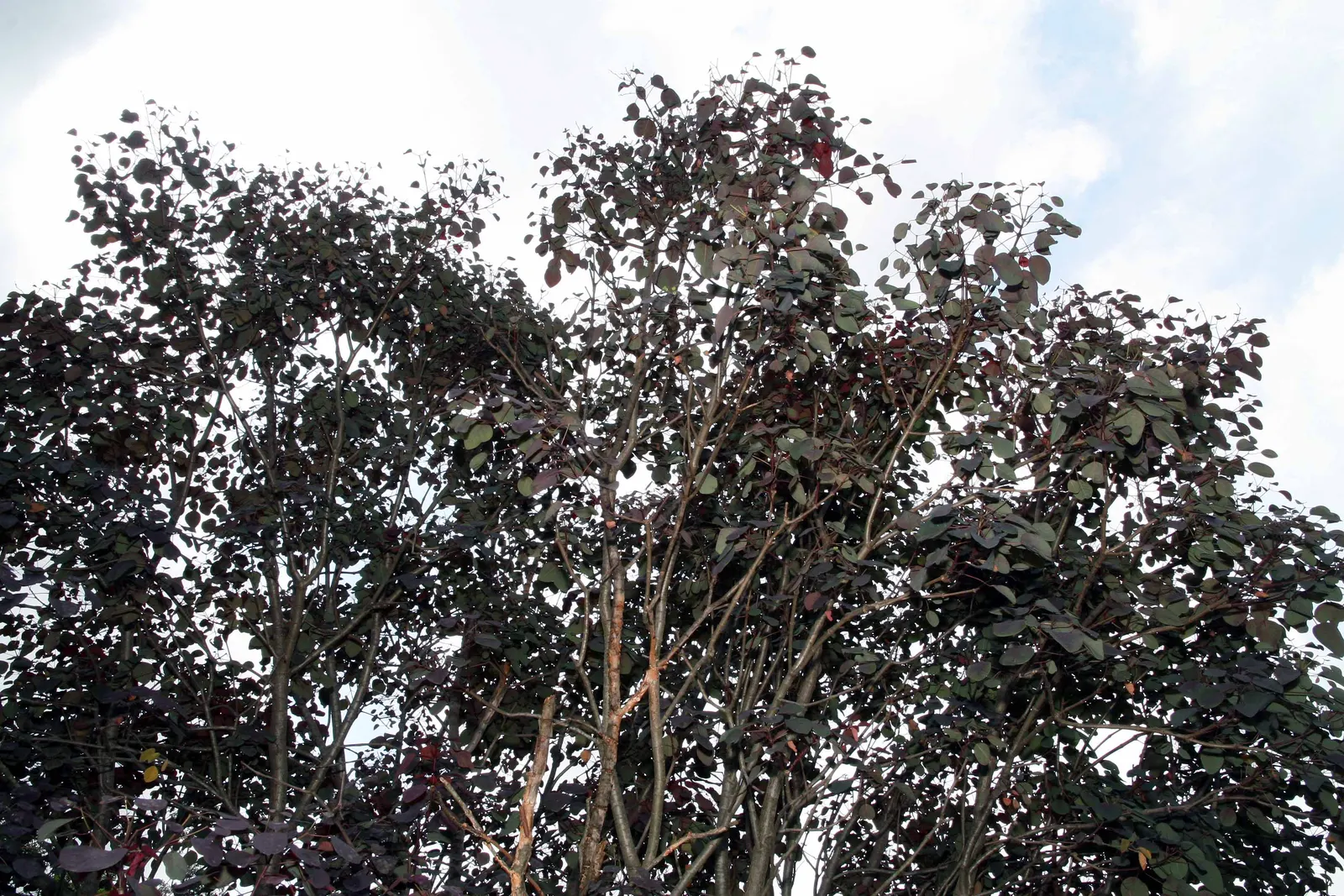 Caribbean Copper Plant (Euphorbia Cotinifolia) — it adds vibrant color to landscapes; which can be a significant asset in xeriscaped designs or arid, image 51