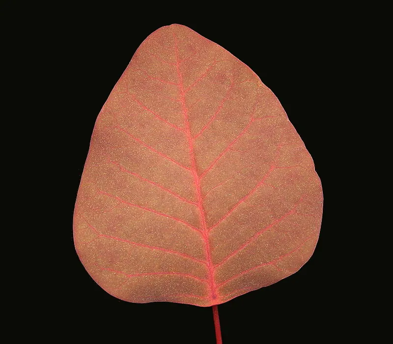 Caribbean Copper Plant (Euphorbia Cotinifolia) — This euphorbia species is characterized by its broad