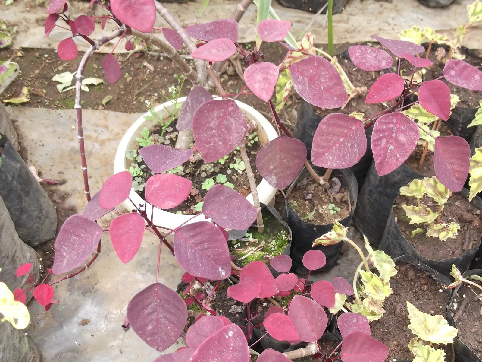 Caribbean Copper Plant (Euphorbia Cotinifolia) — are held on slender stems that can grow to a height of 4 to 6 feet when mature; the Caribbean, image 61