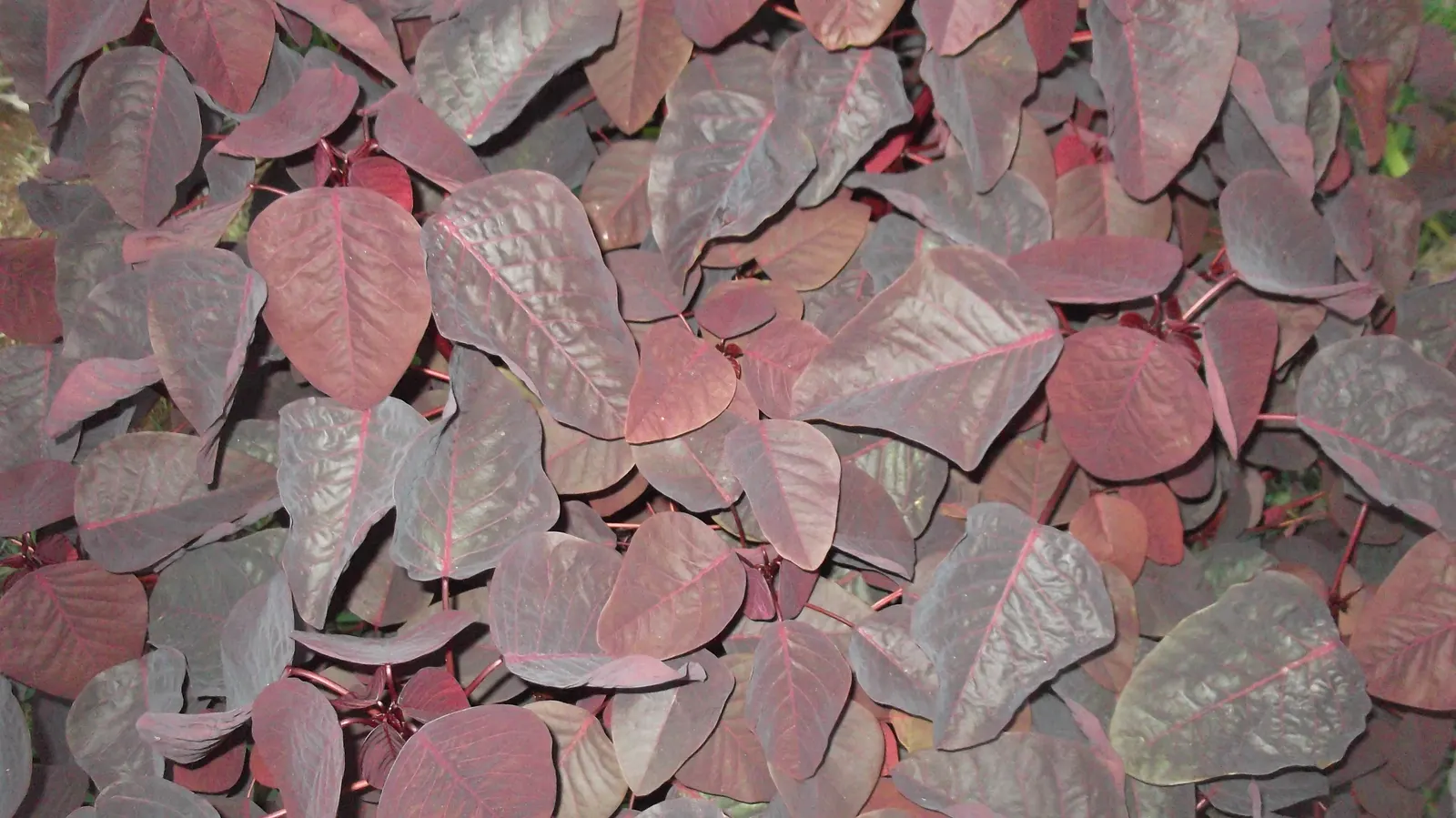 Caribbean Copper Plant (Euphorbia Cotinifolia) — Its moderate growth habit and striking color make it a captivating addition to any garden; needing minimal
