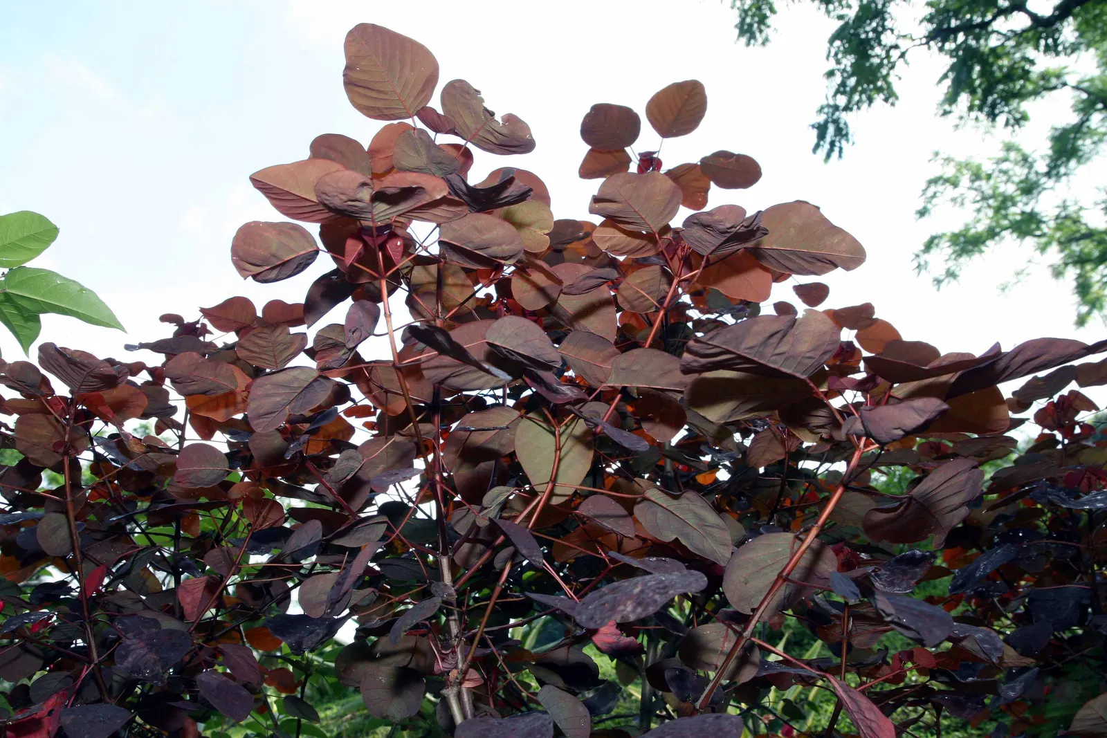 Caribbean Copper Plant (Euphorbia Cotinifolia) — shrub-like presence.<br><br>Native to Mexico and South America
