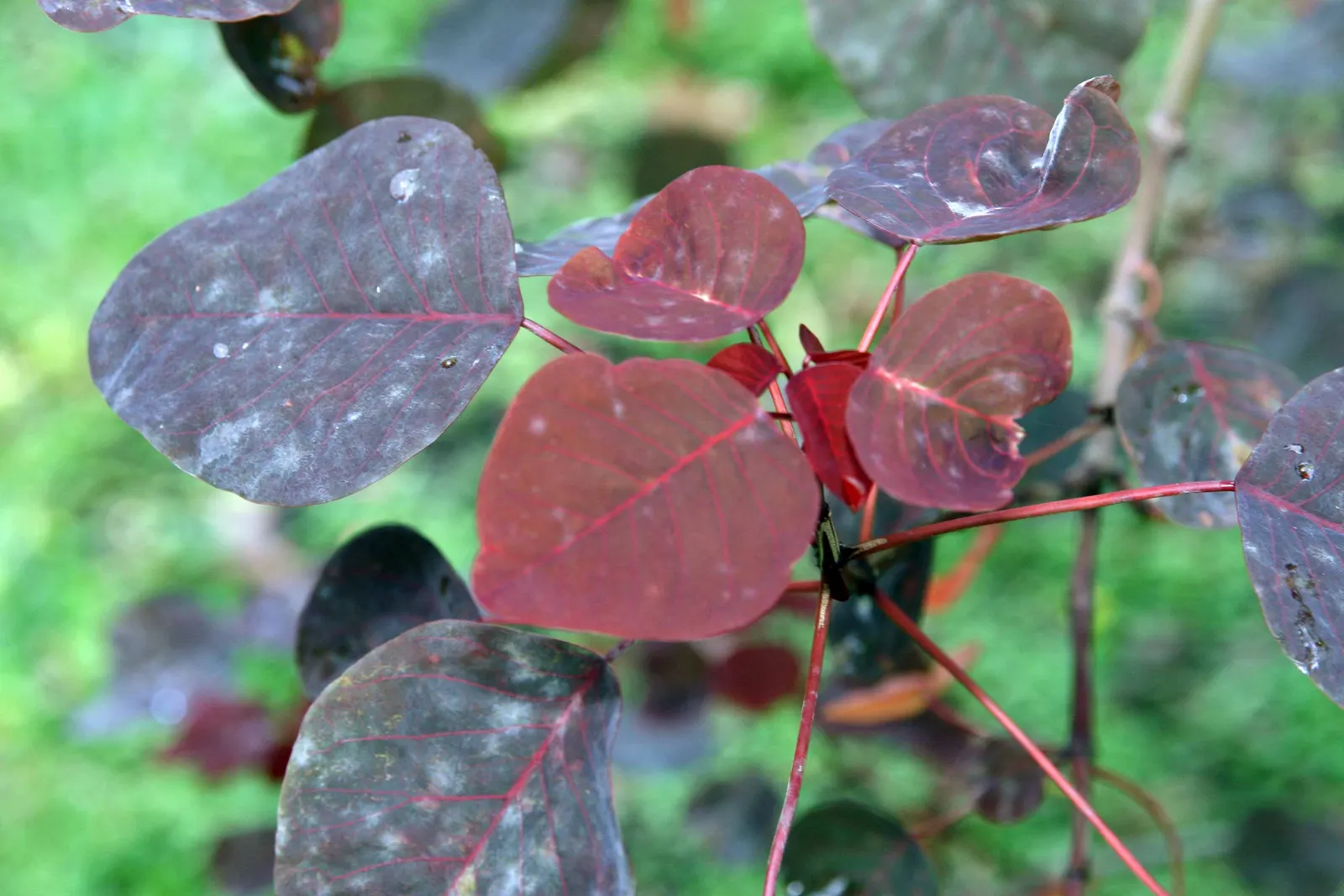 Caribbean Copper Plant (Euphorbia Cotinifolia) — is a tropical shrub reaching 10-15 ft in height with a similar spread; prefers full sun to partial shade and