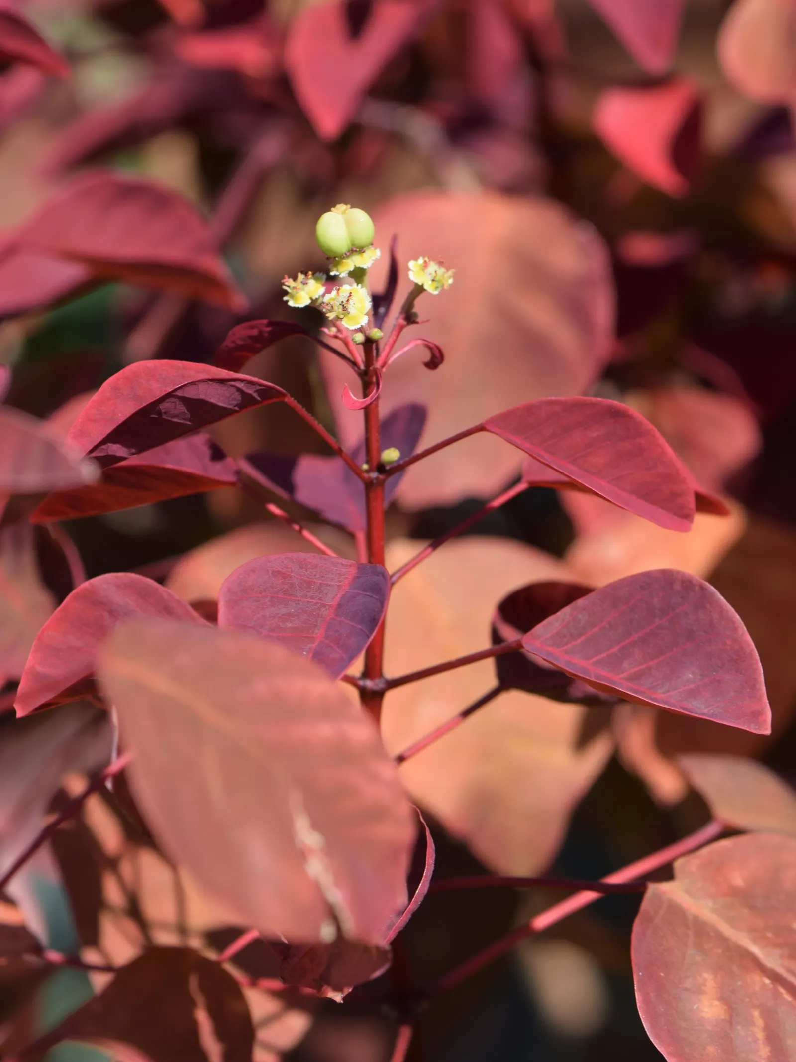 Caribbean Copper Plant (Euphorbia Cotinifolia) — However, it can tolerate partial shade, where leaf color may shift to a more subtle, greenish hue; ideal for