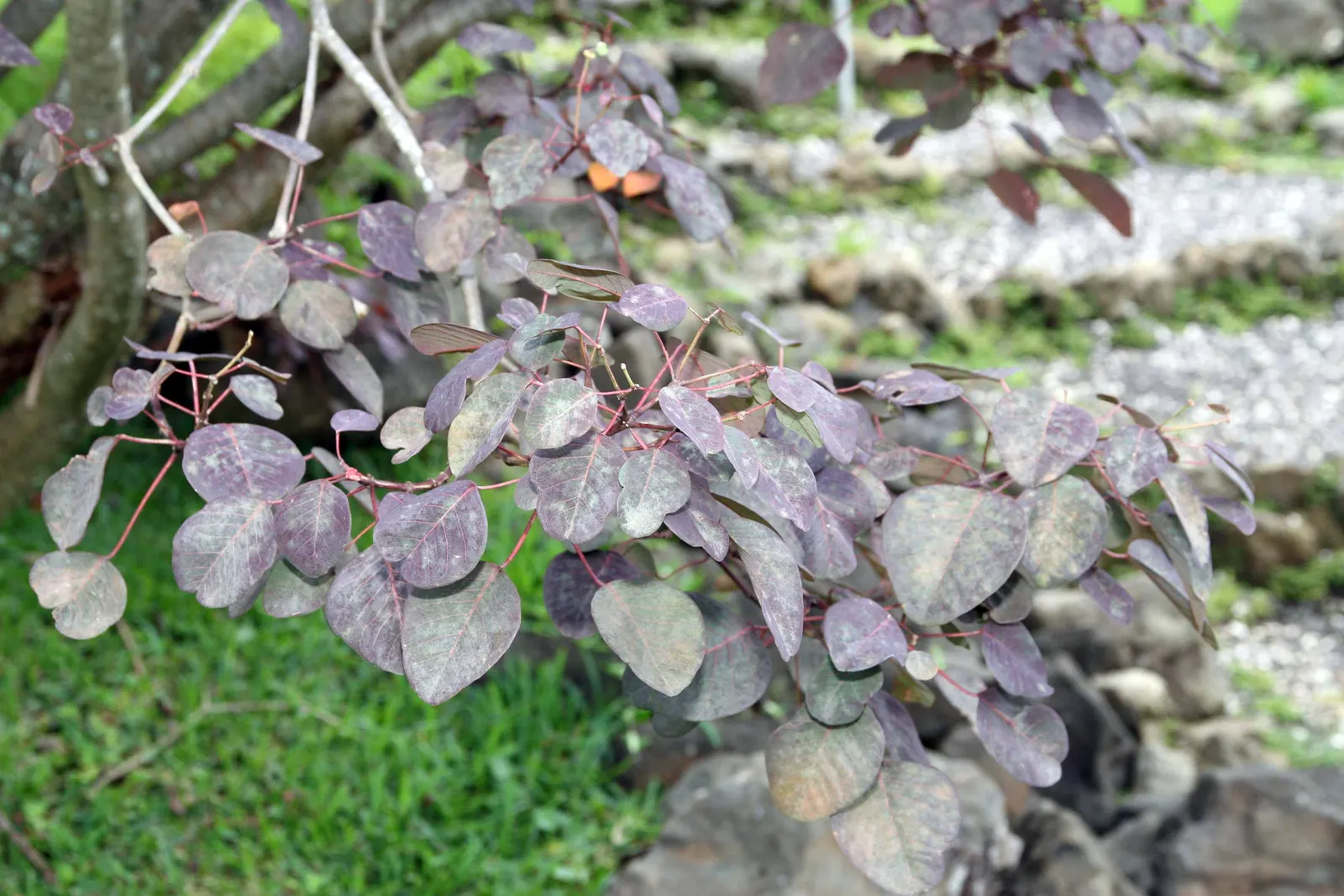 Caribbean Copper Plant (Euphorbia Cotinifolia) — Prefers full sun to partial shade and well-draining soil