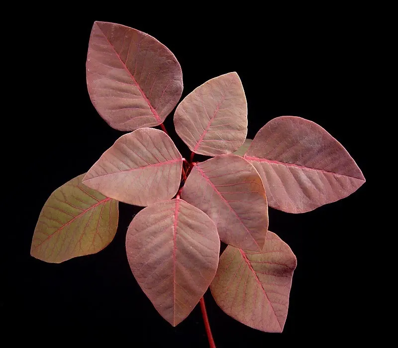 Caribbean Copper Plant (Euphorbia Cotinifolia) — are held on slender stems that can grow to a height of 4 to 6 feet when mature