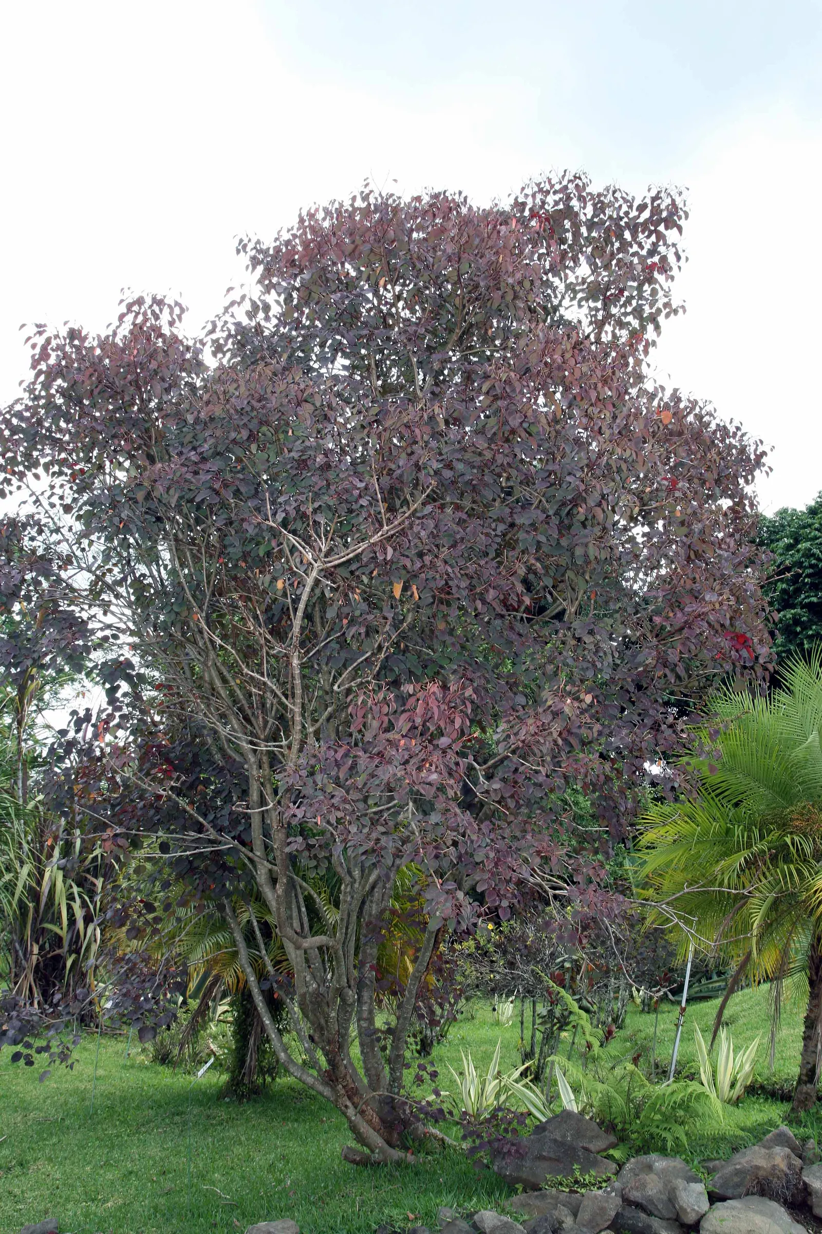 Caribbean Copper Plant (Euphorbia Cotinifolia) — Its moderate growth habit and striking color make it a captivating addition to any garden