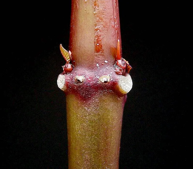 Caribbean Copper Plant (Euphorbia Cotinifolia) — The Caribbean Copper Plant is drought-tolerant once established