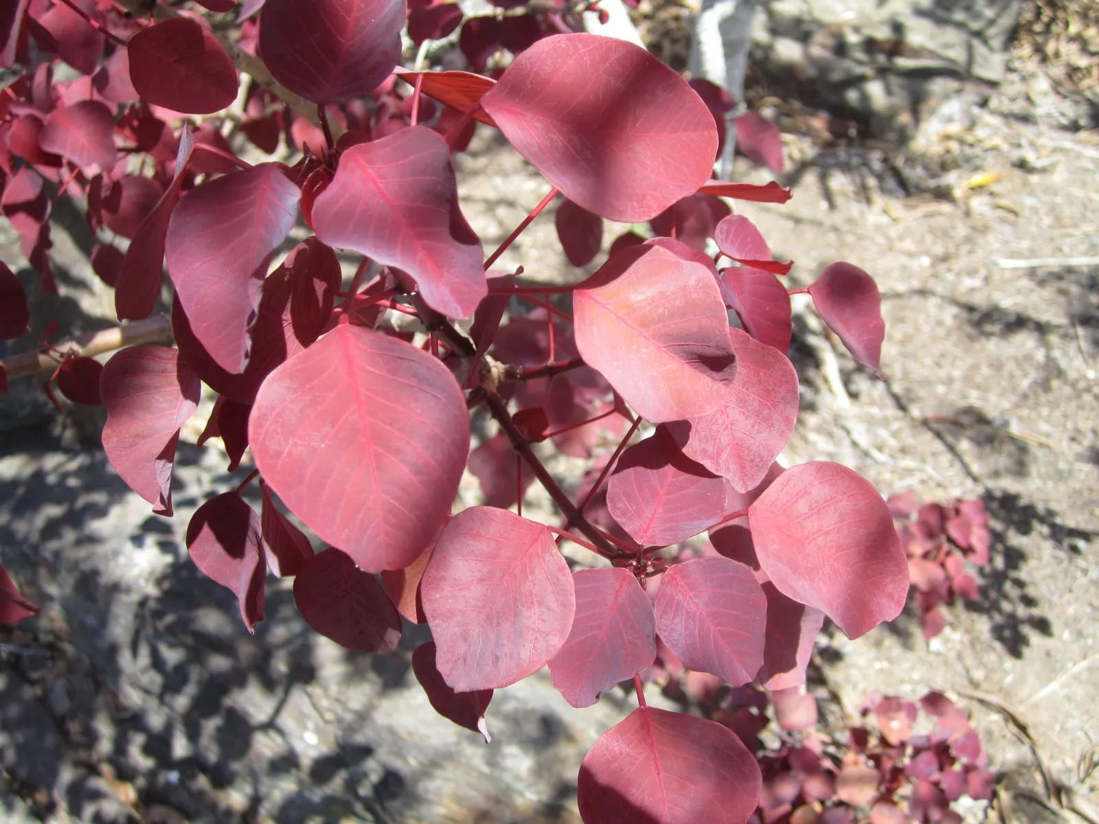 Caribbean Copper Plant (Euphorbia Cotinifolia) — shrub-like presence.<br><br>Native to Mexico and South America; shrub / tree with white blooms
