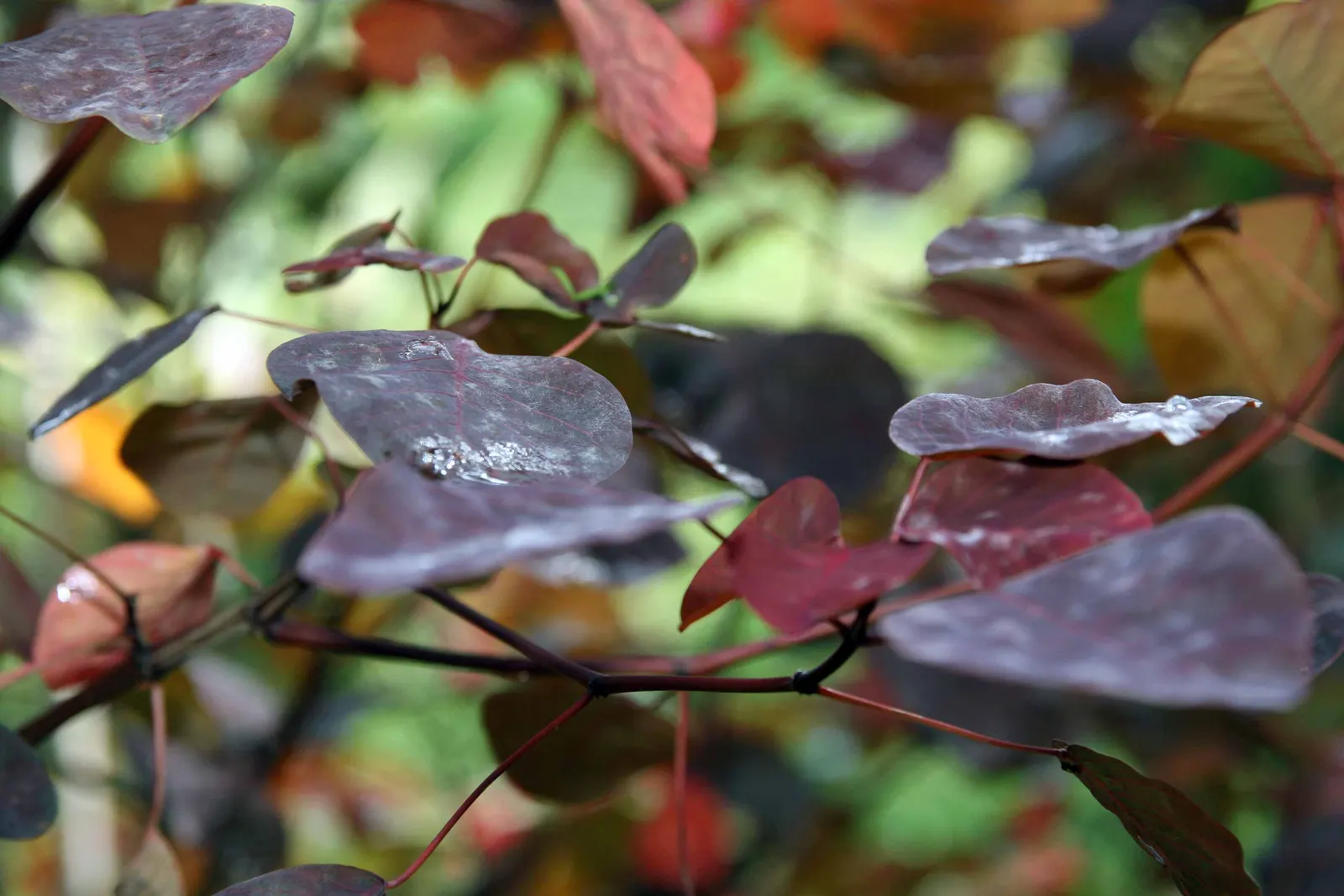 Caribbean Copper Plant (Euphorbia Cotinifolia) — offers a rich tapestry of color to any landscape design with its unique foliage