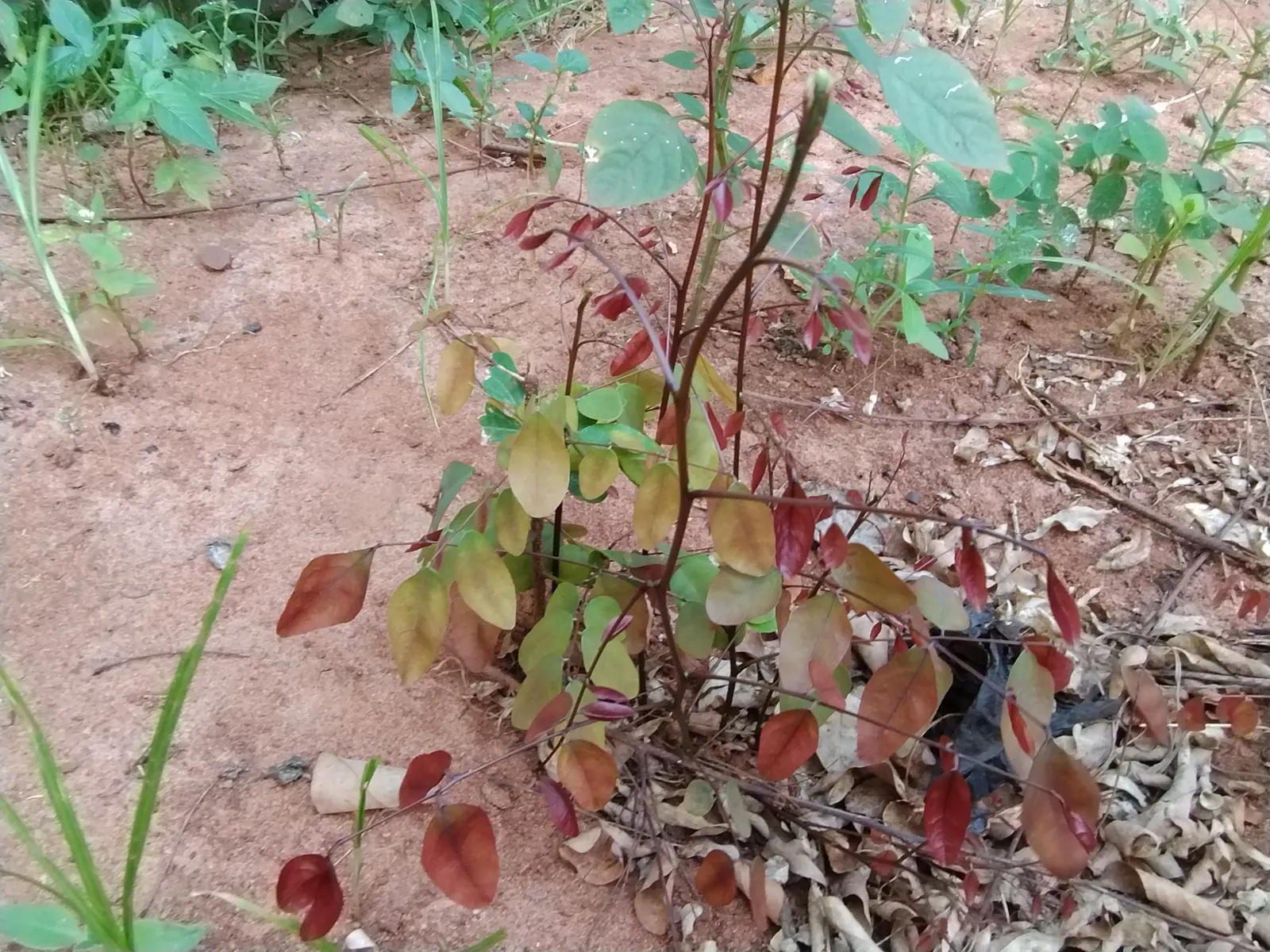 Caribbean Copper Plant (Euphorbia Cotinifolia) — is a tropical shrub reaching 10-15 ft in height with a similar spread