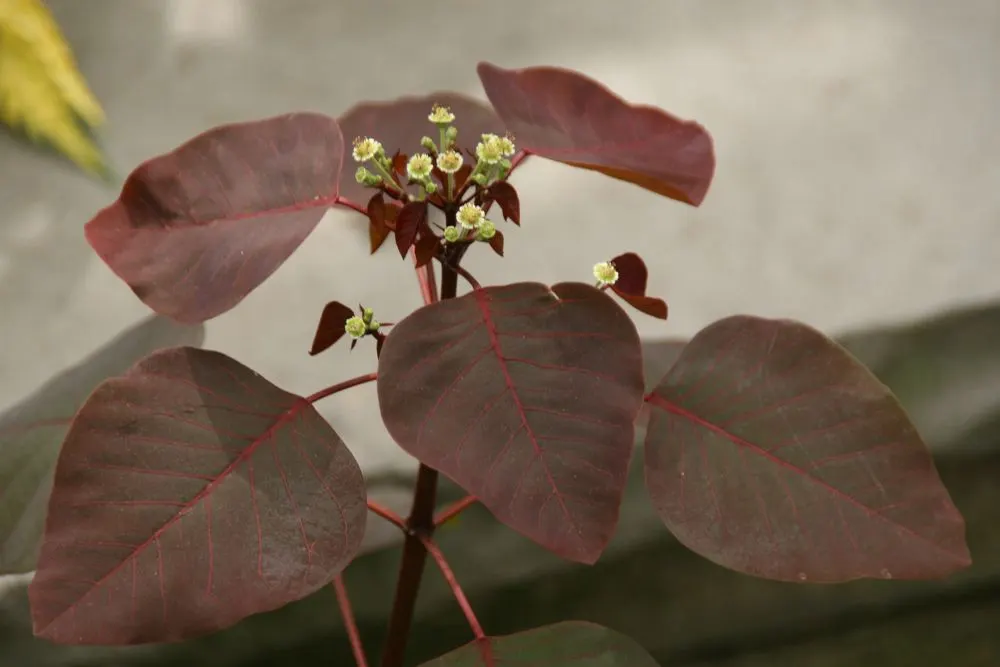 Caribbean Copper Plant (Euphorbia Cotinifolia) — which can be a significant asset in xeriscaped designs or arid regions.<br><br>When designing a, image 66