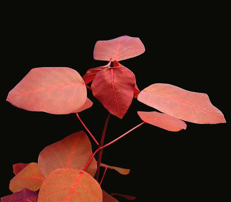 Caribbean Copper Plant (Euphorbia Cotinifolia) — Hardy in USDA zones 9-11, handle with care due to its toxic sap; offers a rich tapestry of color, image 53