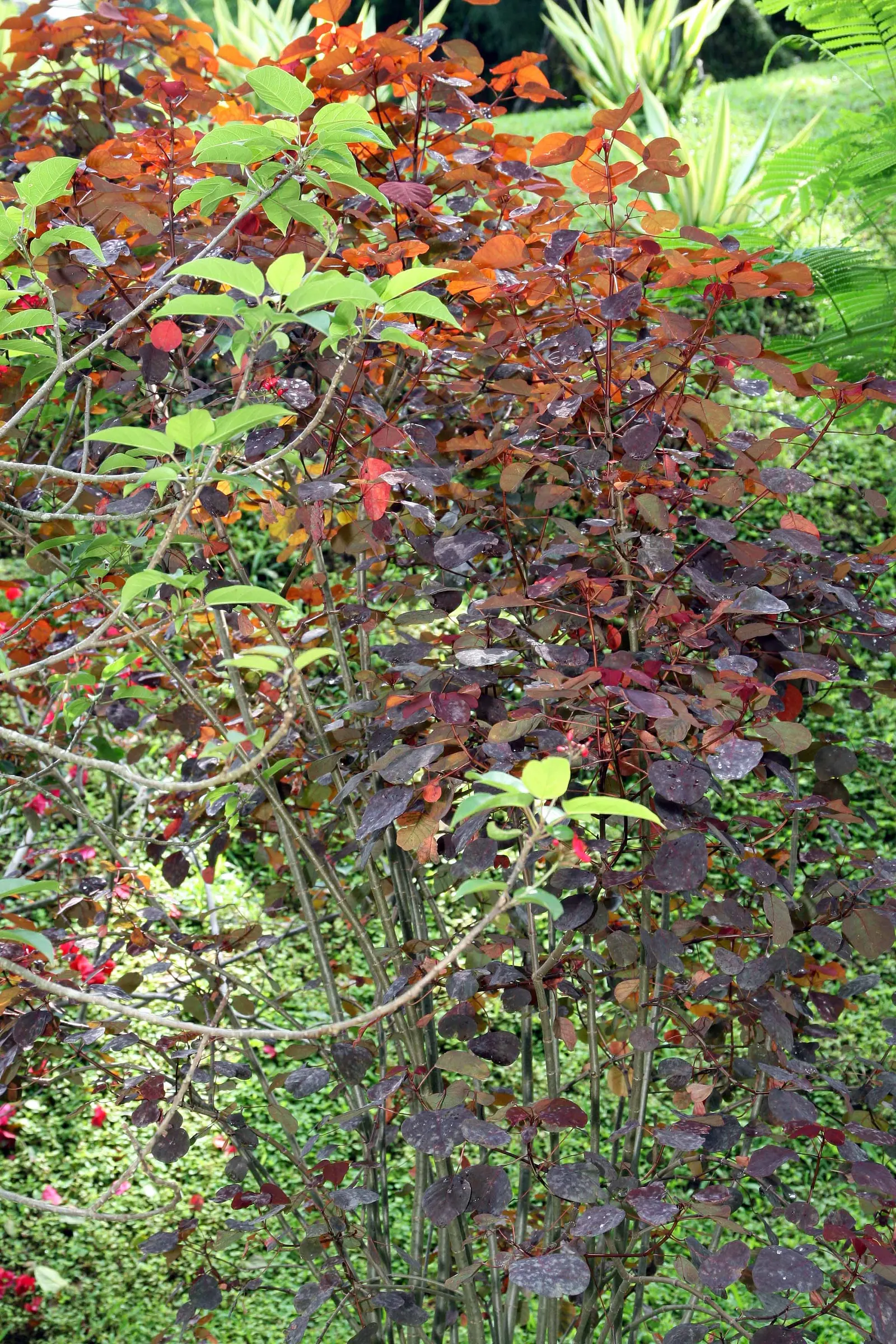 Caribbean Copper Plant (Euphorbia Cotinifolia) — it adds vibrant color to landscapes; which can be a significant asset in xeriscaped designs or arid, image 75