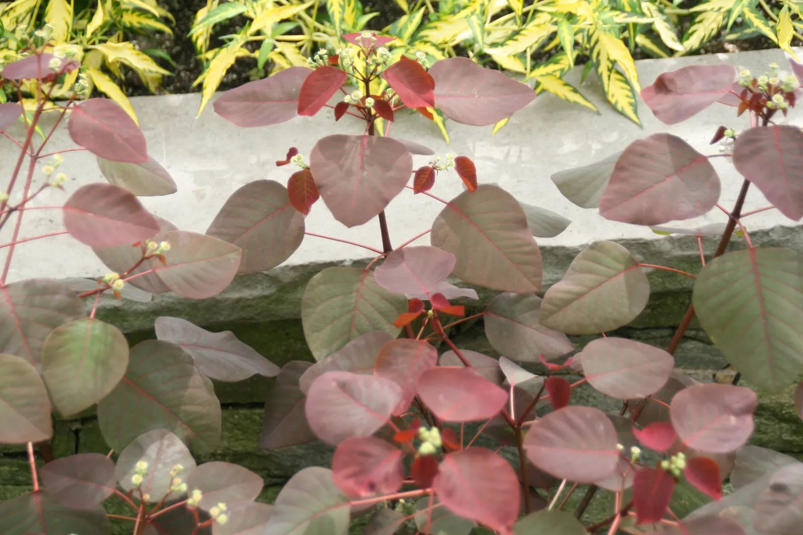 Caribbean Copper Plant (Euphorbia Cotinifolia) — consider using Euphorbia cotinifolia as a focal point or to inject warm color among cooler-colored, image 43